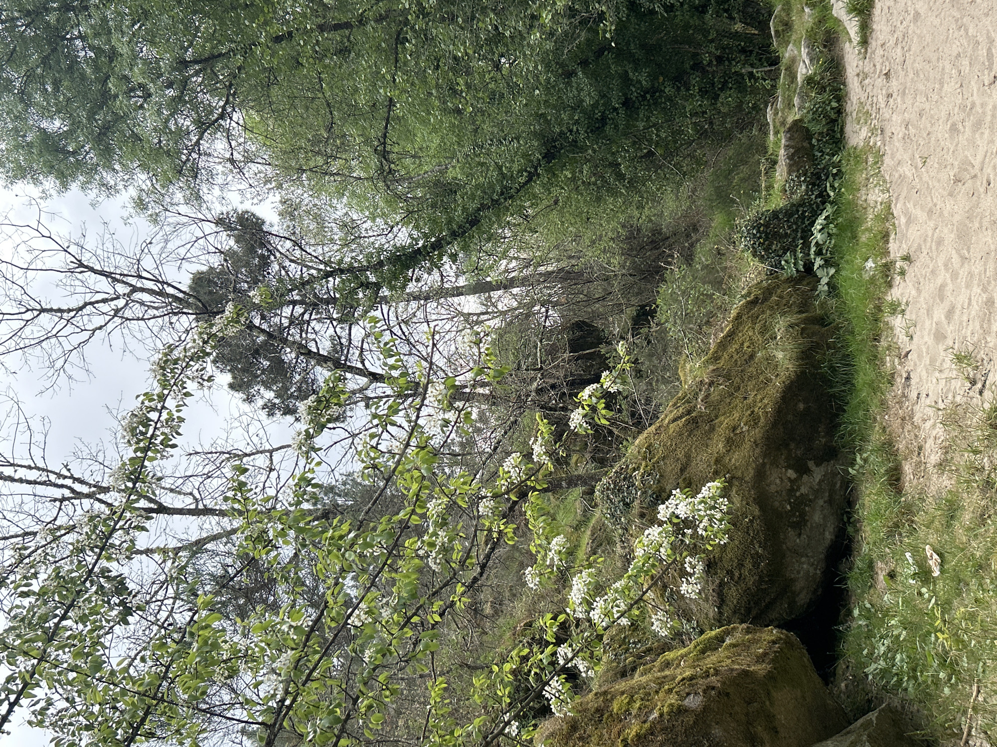 Spring blooms captured amid moss-covered rocks in Vila Real