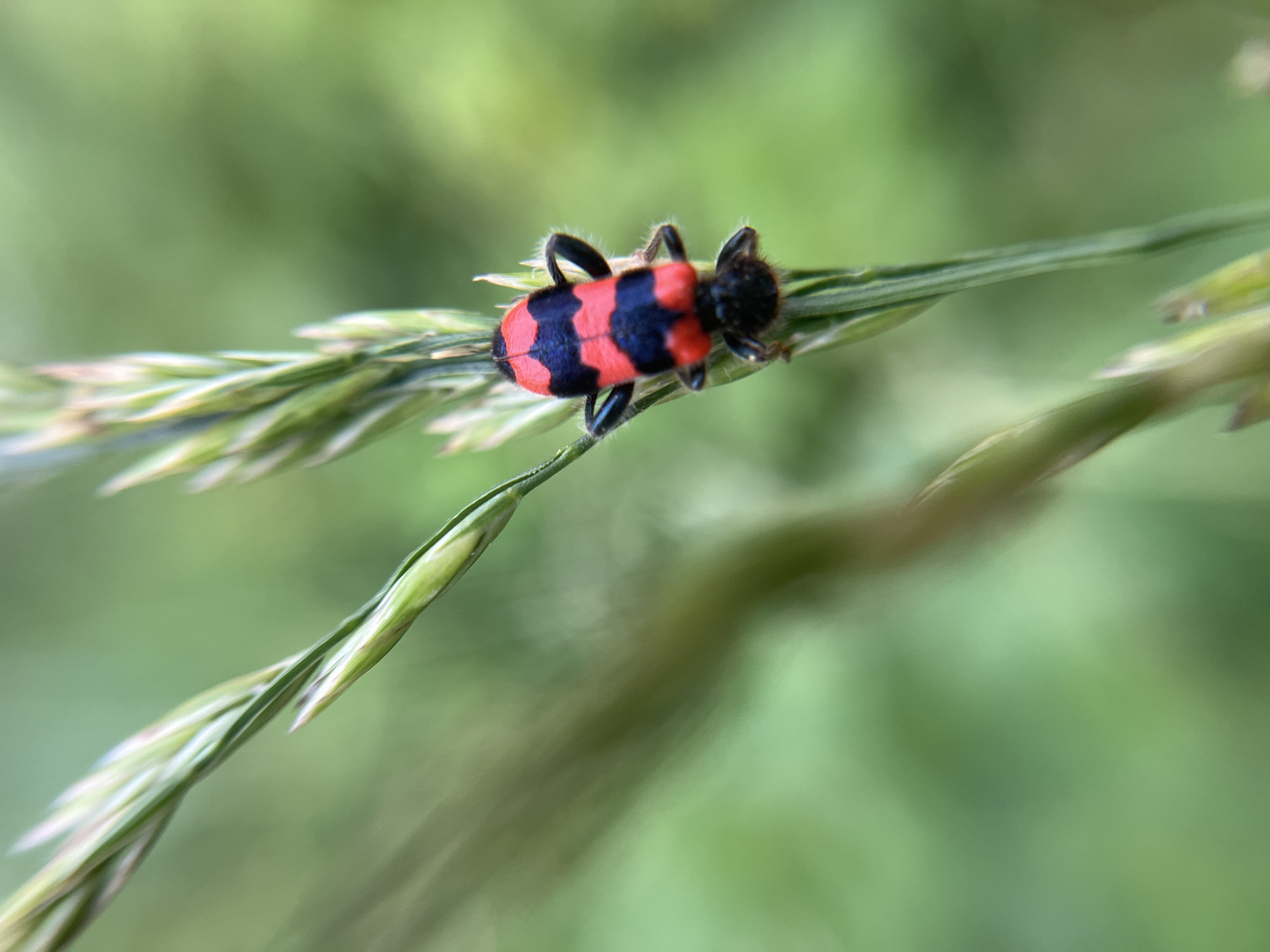 Macro insect photography in a Siberian summer meadow