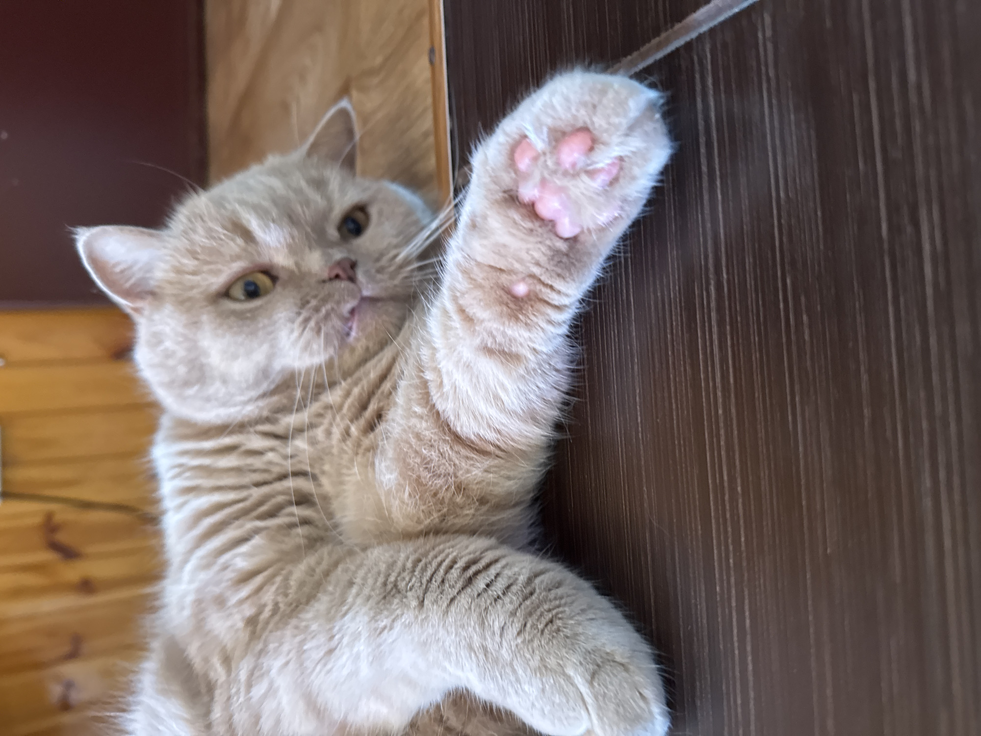 Orange tabby cat's morning routine documented over 3 hours