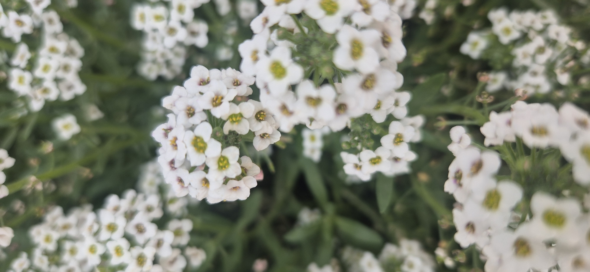 White flowers photographed in close-up in Naucalpan de Juárez