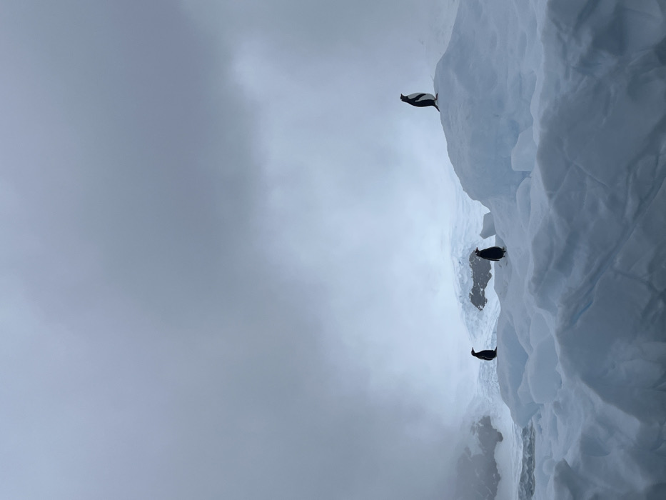 Three penguins spotted on snowy Antarctic ridge during overcast conditions