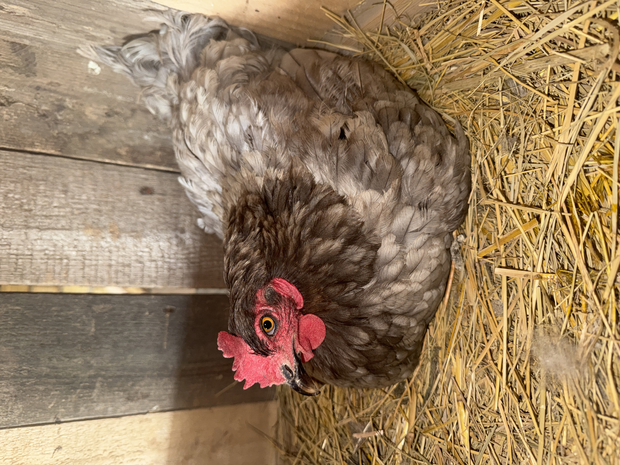A quiet afternoon on a small homestead with animals and gardens