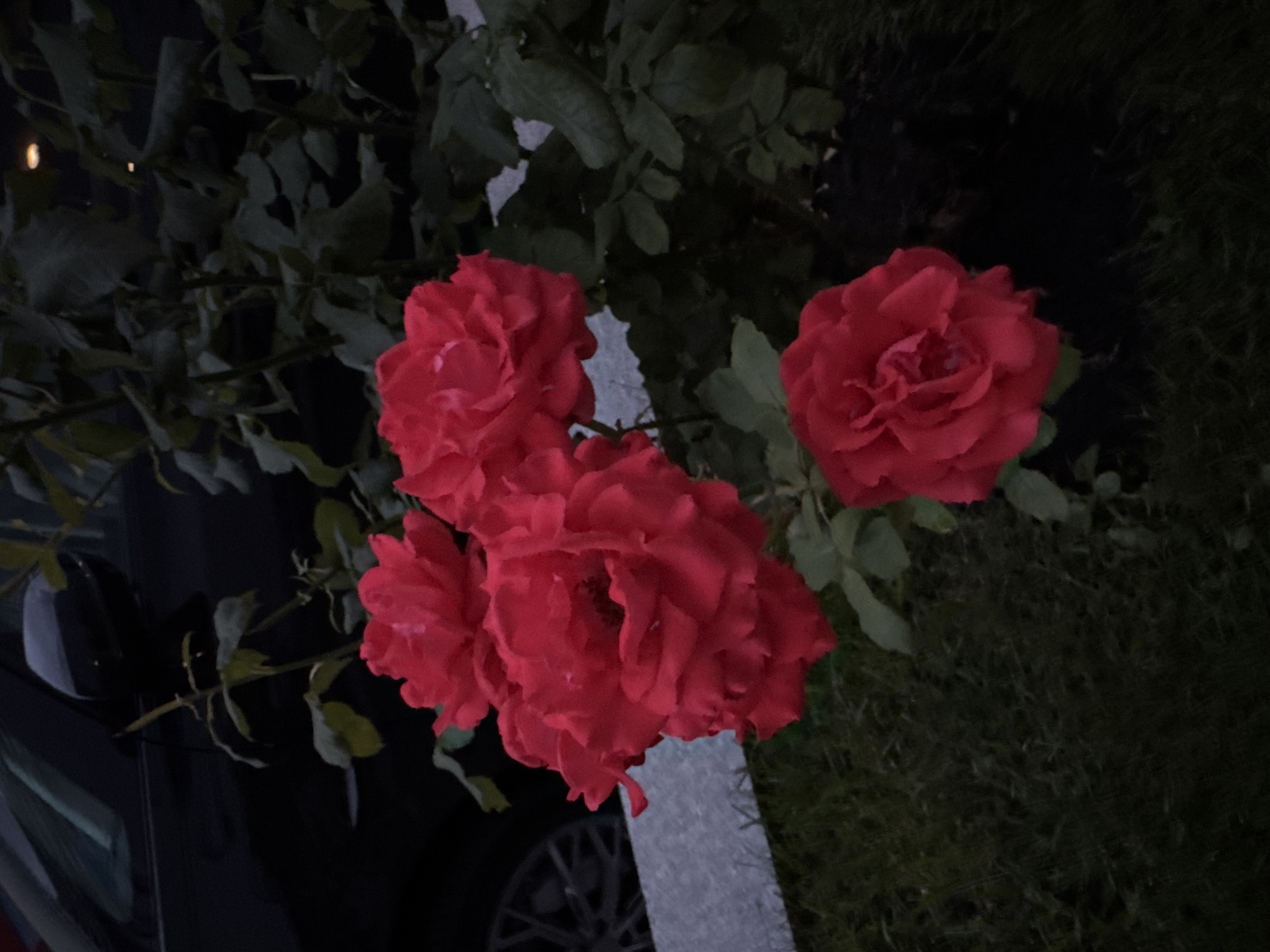 Red and white roses photographed up close outdoors
