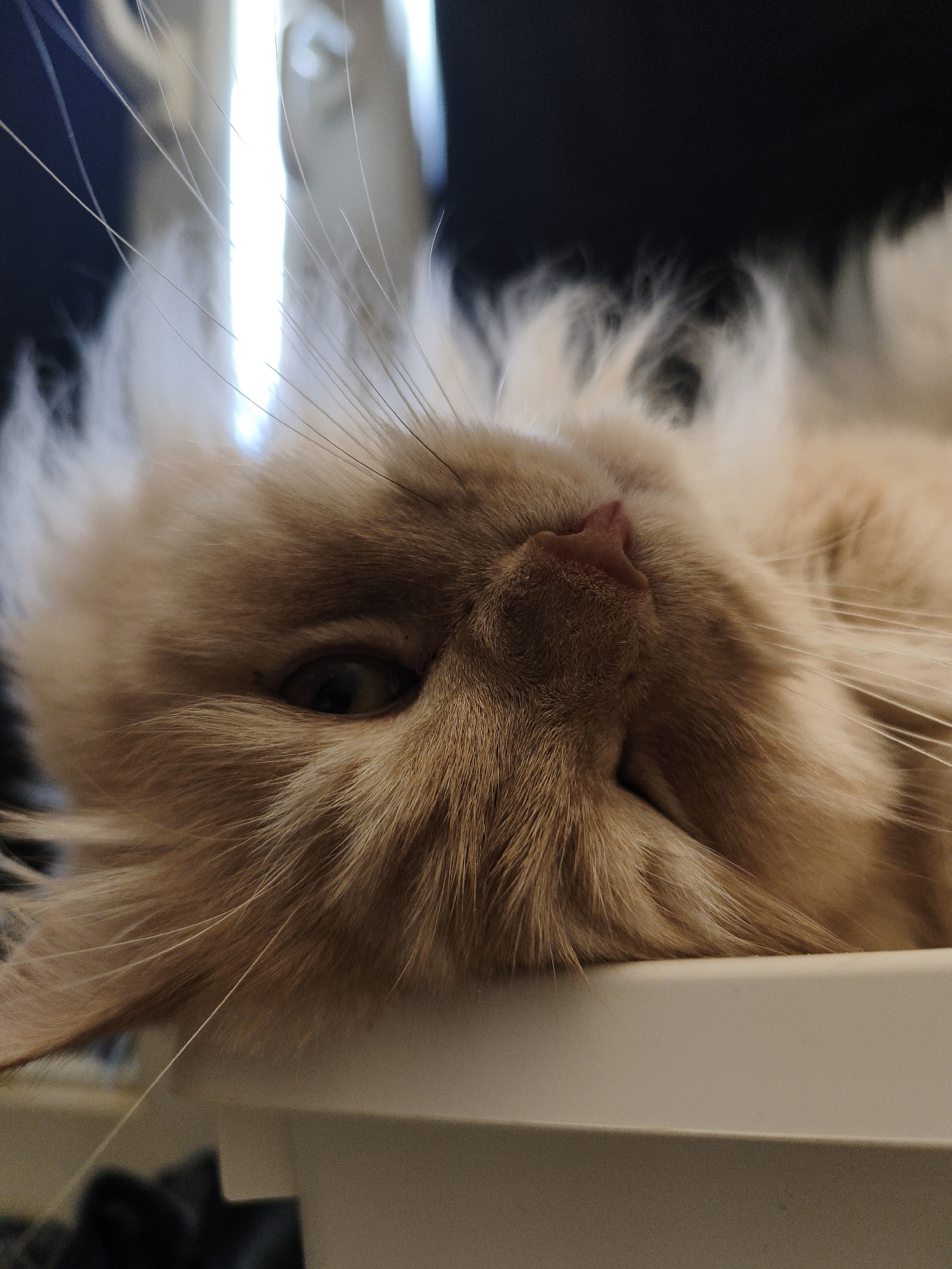 Ten close-up cat portraits, one morning, all vibes
