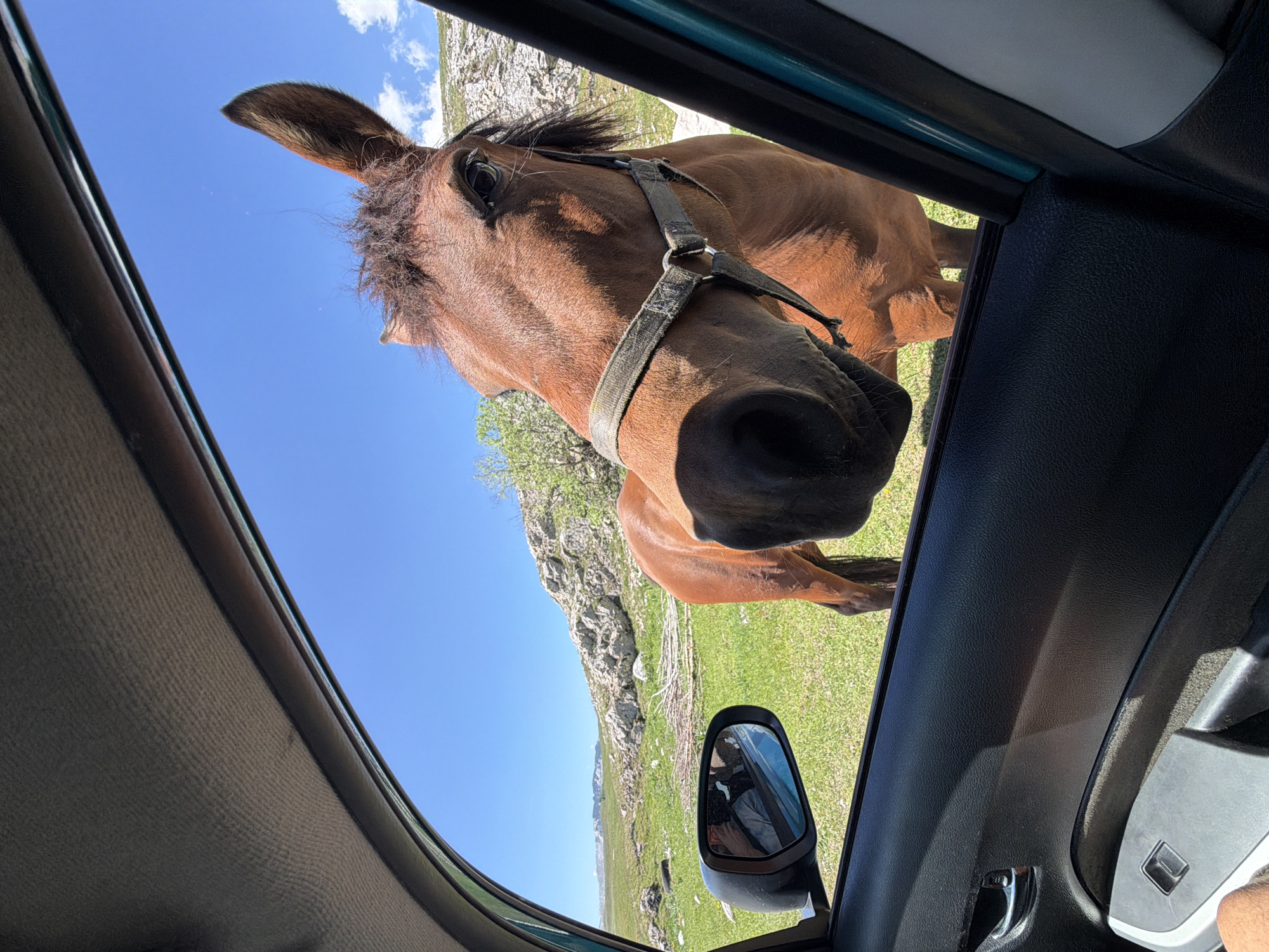 Horse fed bread from car window in Montenegro village