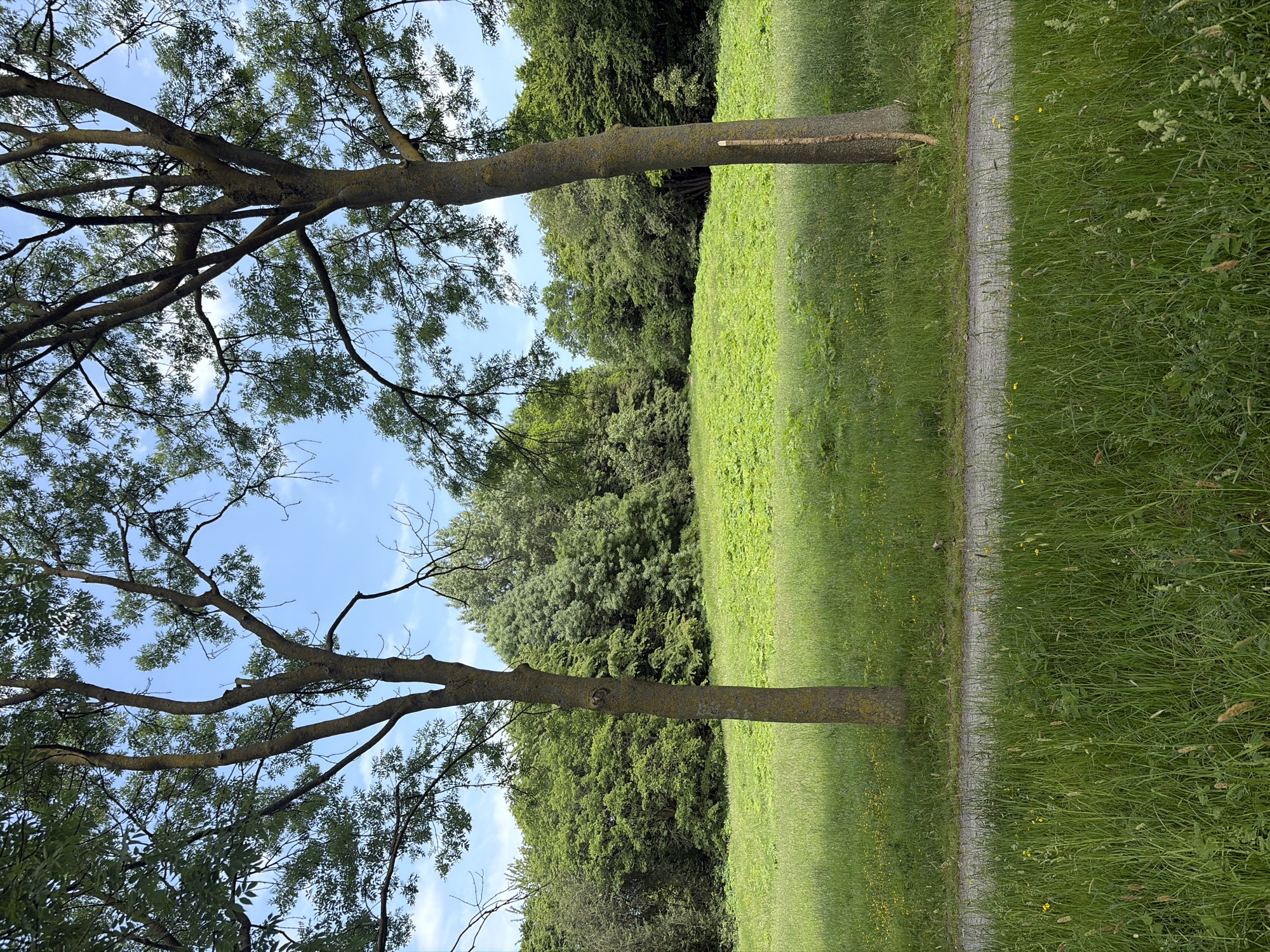 Two trees observed in Rijswijk park green space