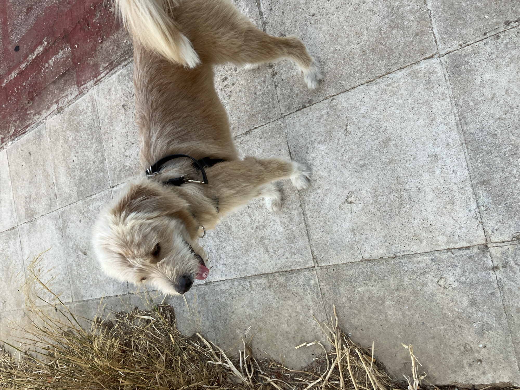 Shaggy dog on a Paleo Faliro sidewalk, looking up curiously.