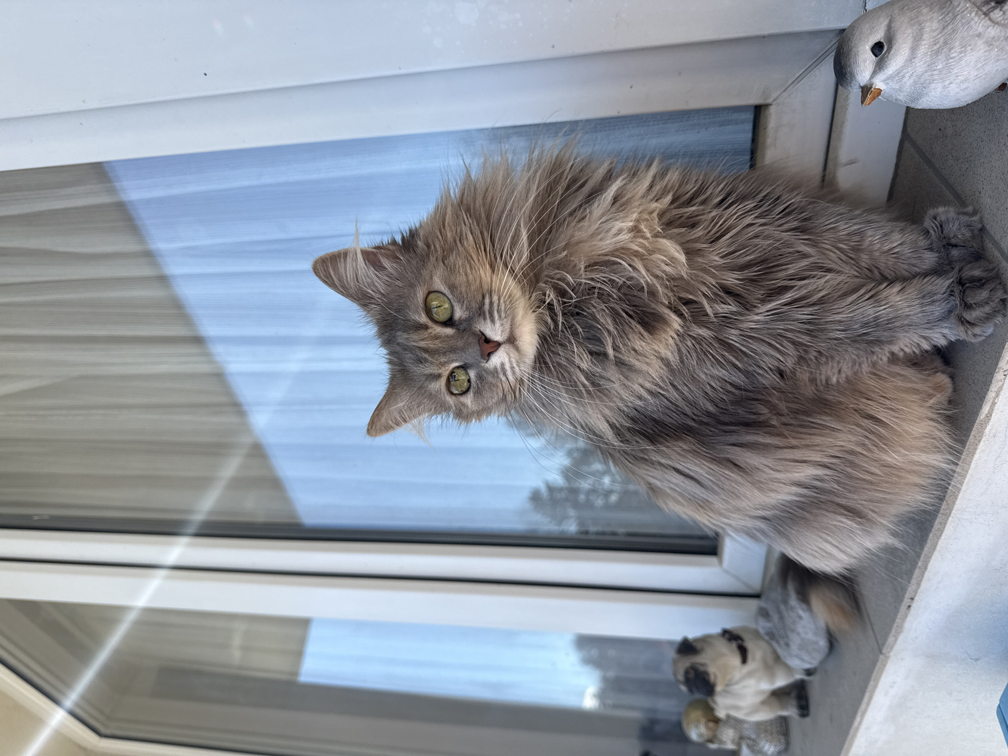 Morning moments with cat captured in Kazanlak, Bulgaria