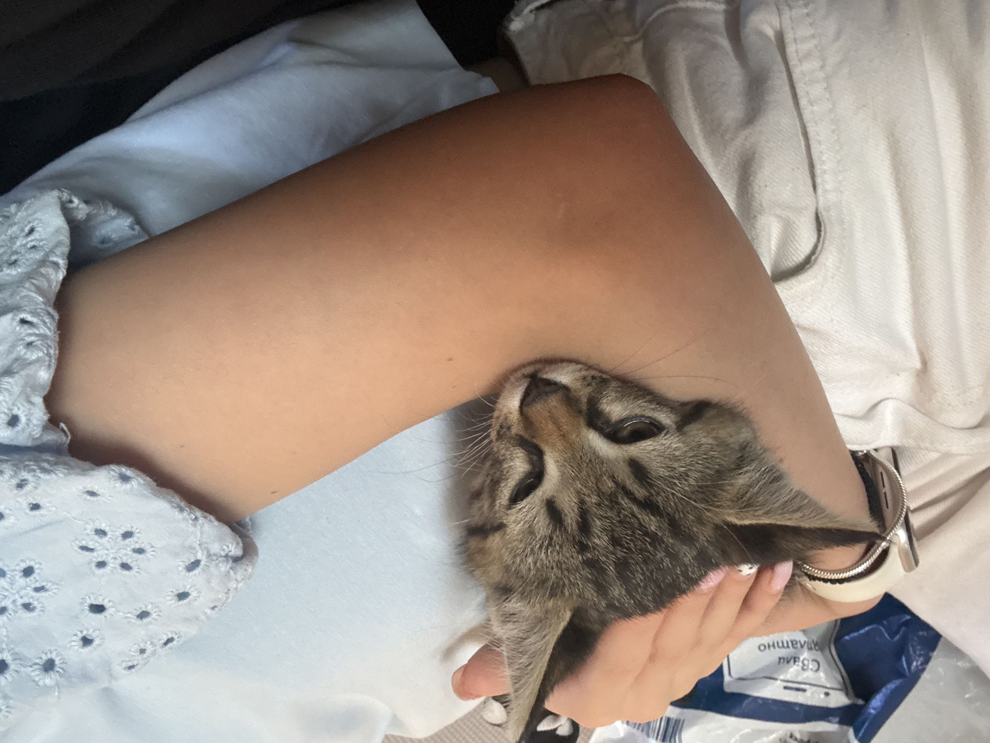 Lazy afternoon with a kitten and World Cup football in Blagoevgrad