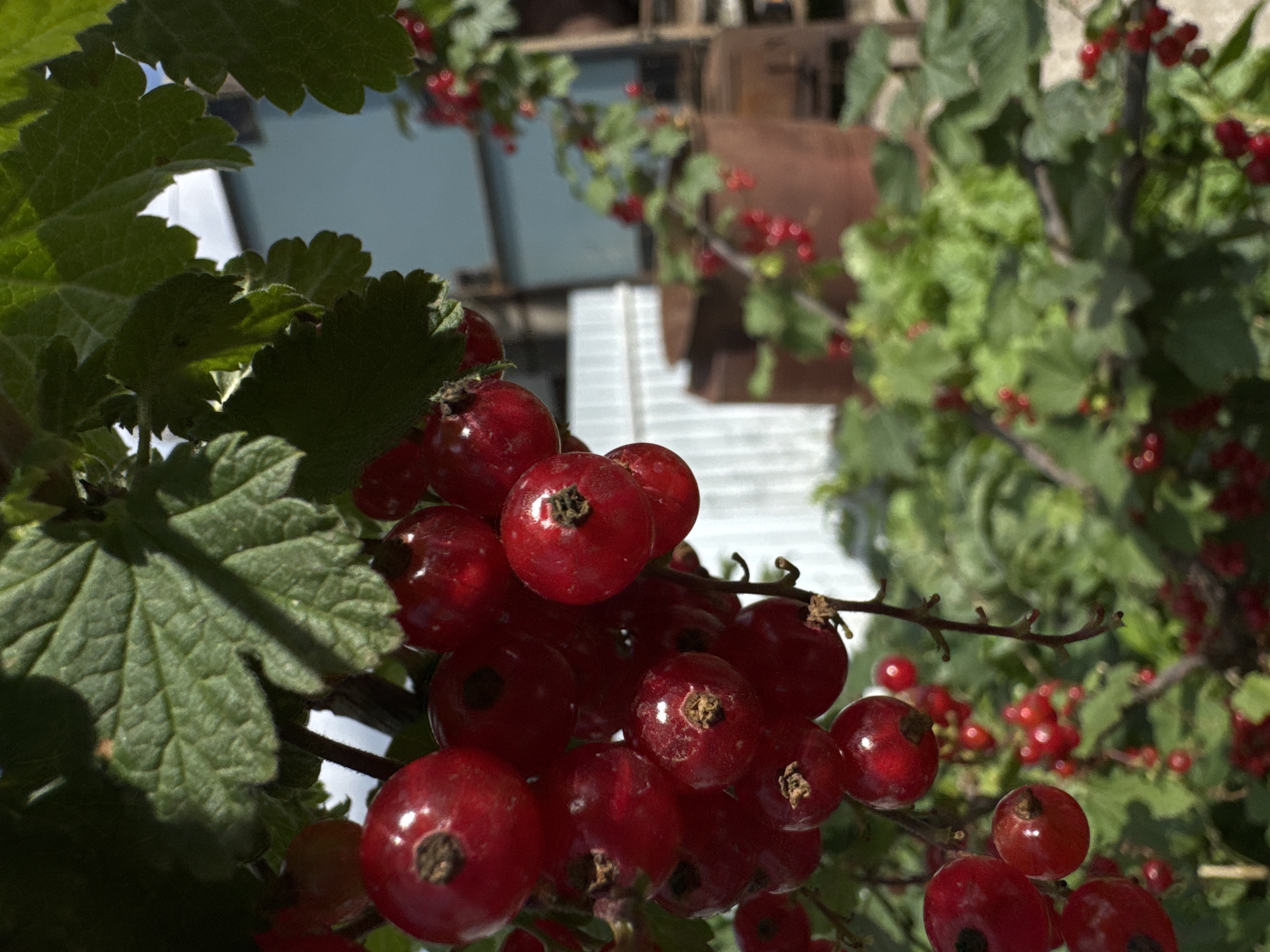 Roses and red currants in peak summer season, Chaikovsky