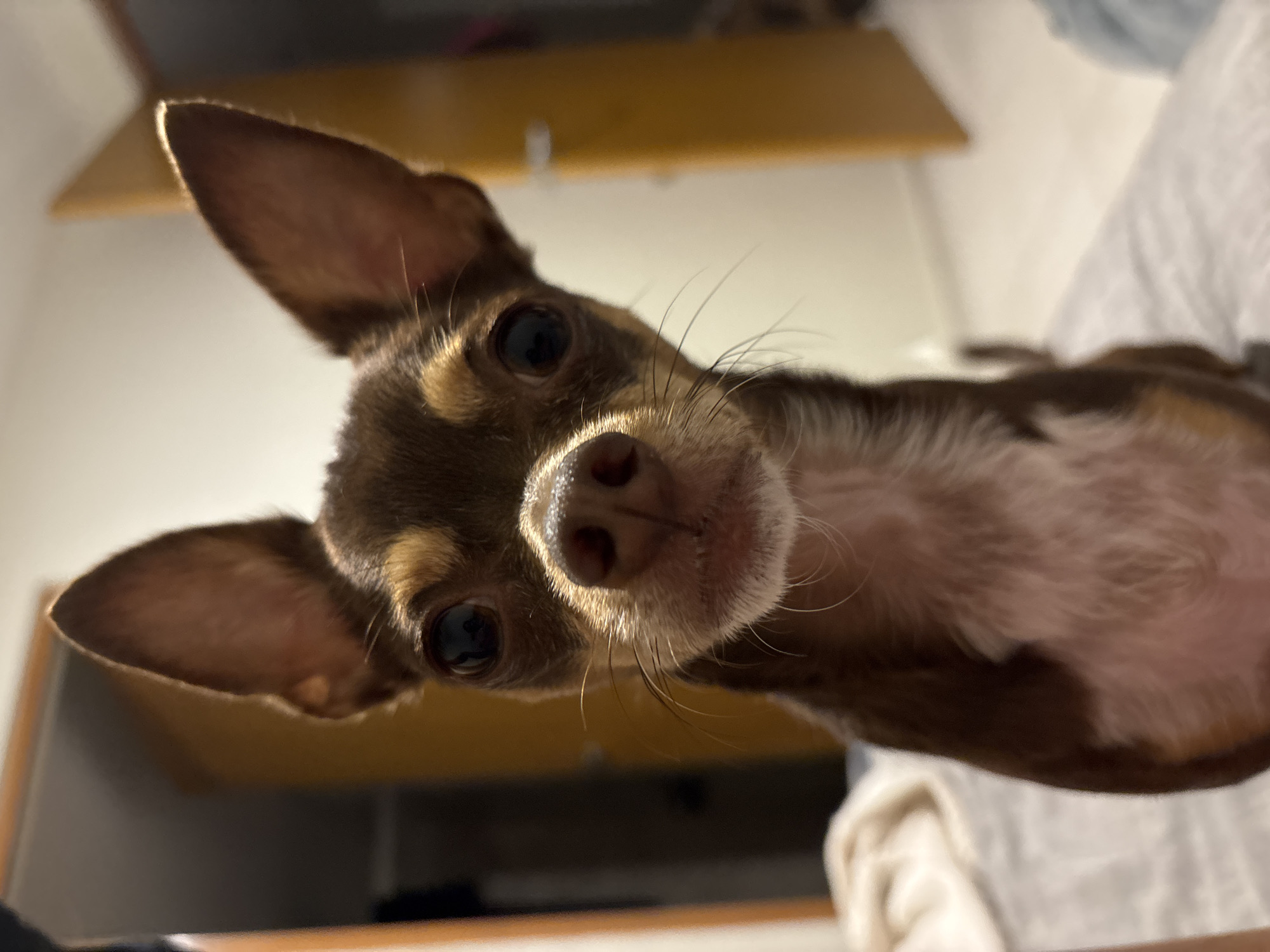 Indoor moments captured across Puebla area: pet and fitness