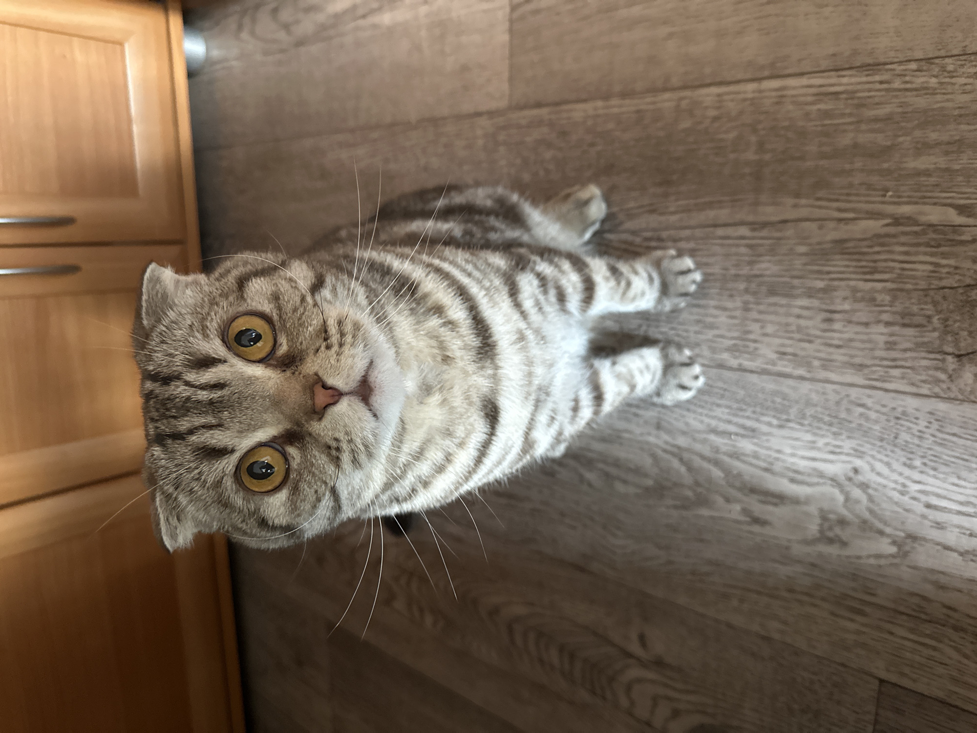 Scottish Fold cat plays and rests indoors during five-minute period