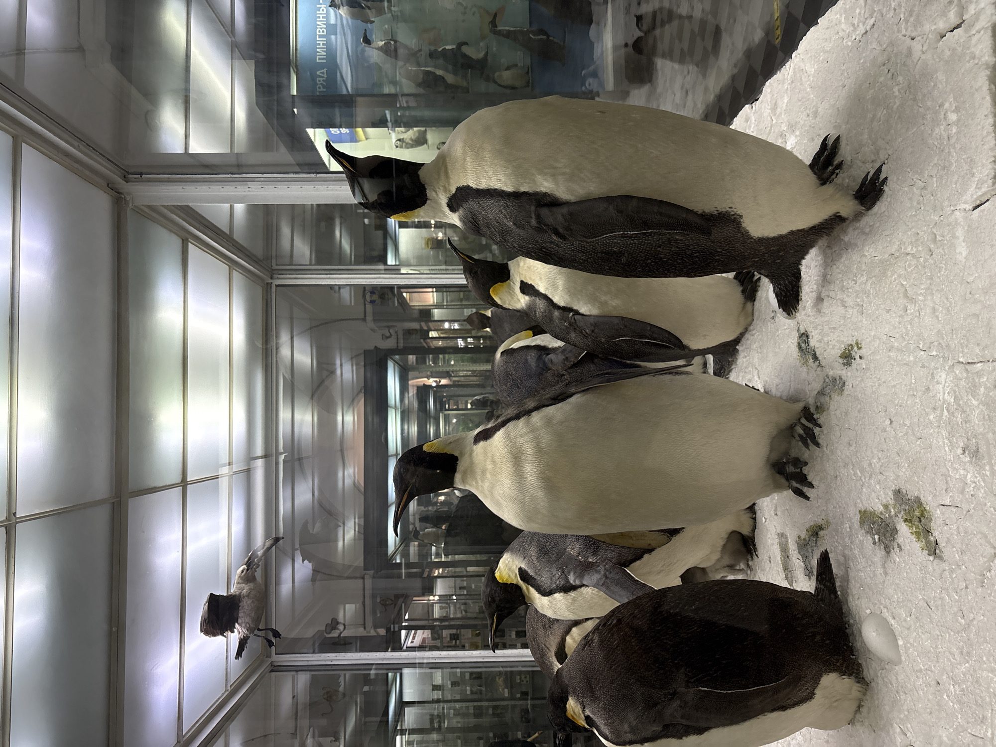 Visitor documents specimens at Saint Petersburg's Zoological Museum