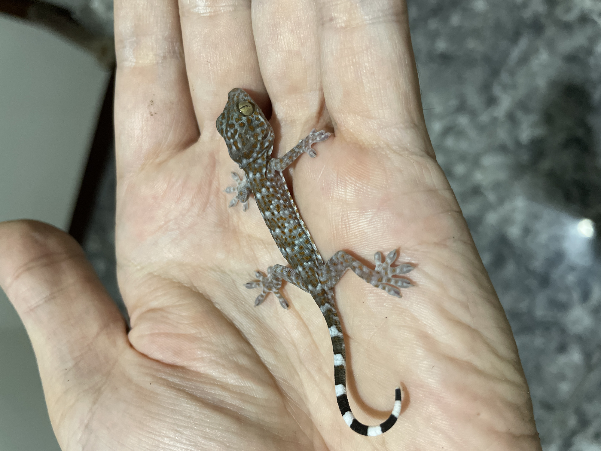 Juvenile Tokay gecko held on a palm in Bacong, Philippines