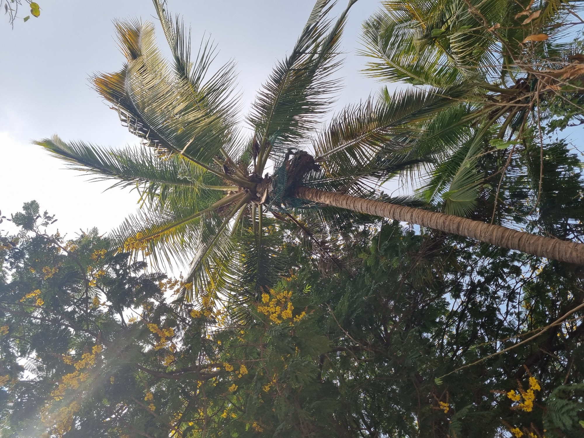 Upward view of coconut palm canopy captured in Puttaparthi