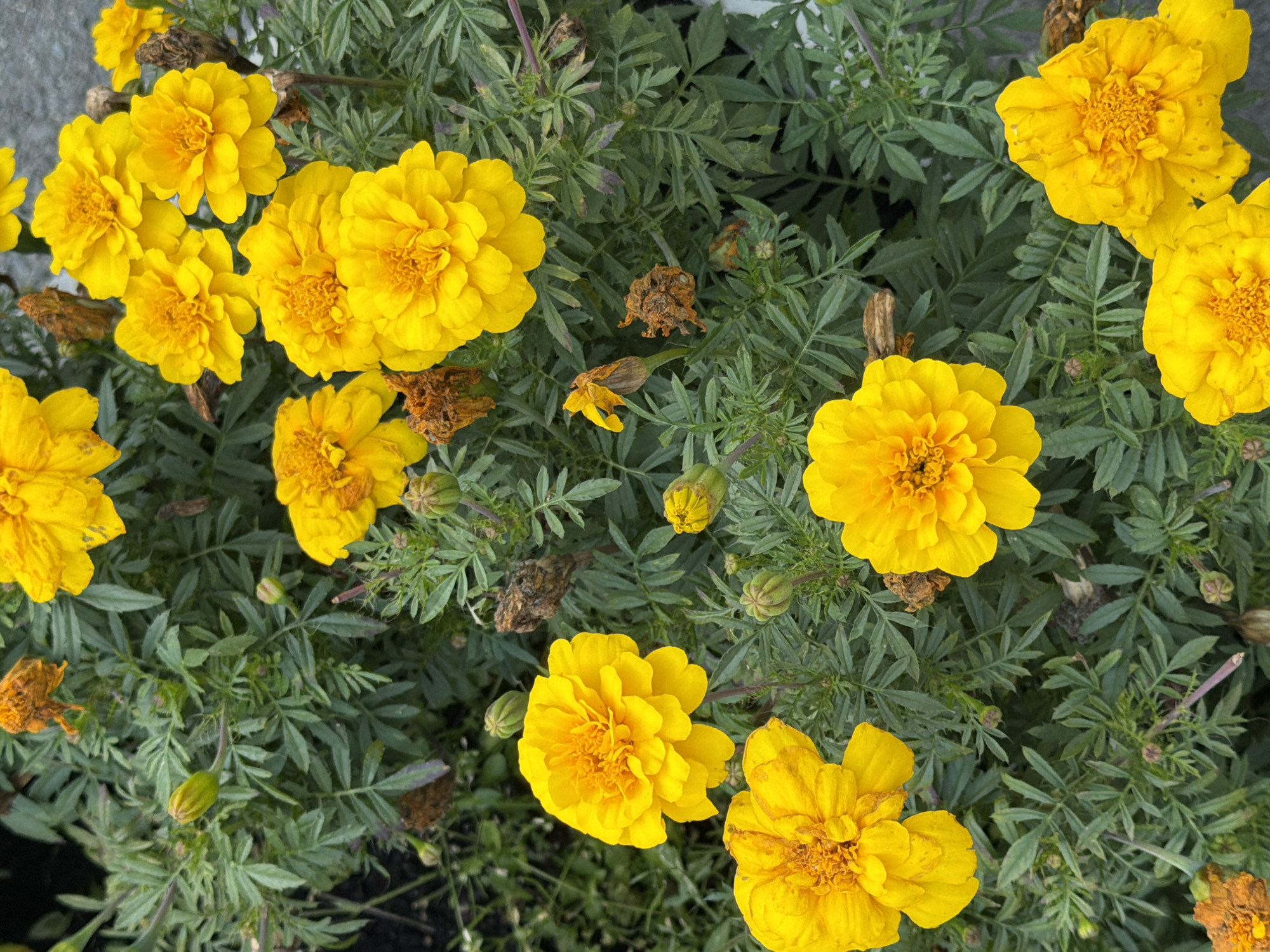 Marigolds, petunias, and a chalk heart in Yekaterinburg