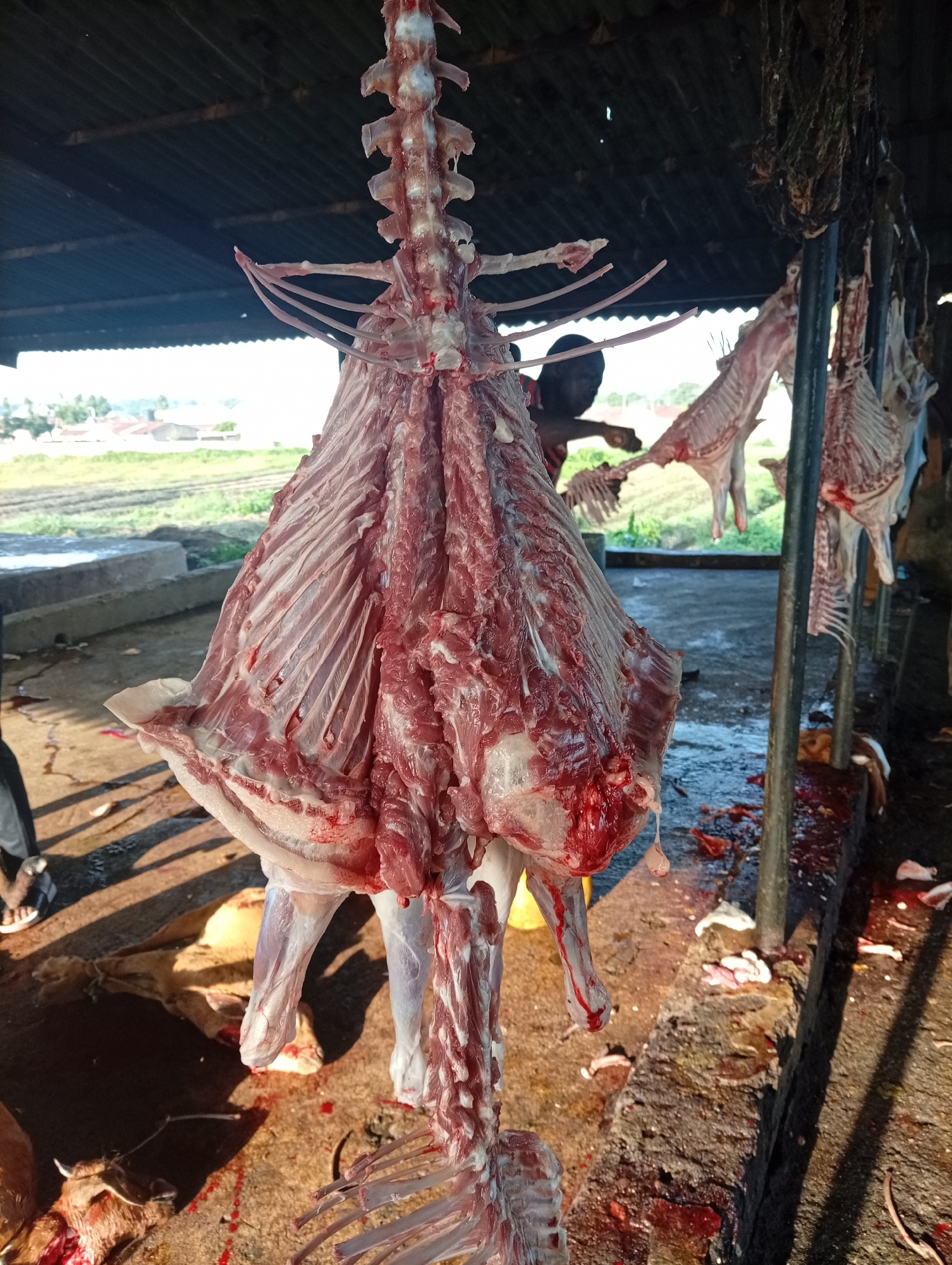 Morning activity at a Jalingo open-air meat market