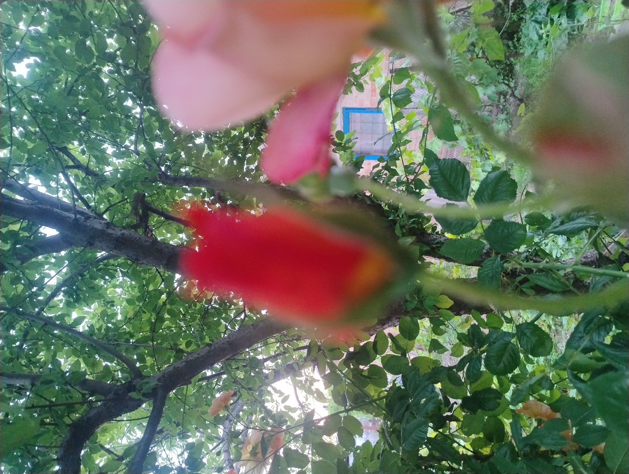 Garden scenes and sky views documented during summer evening