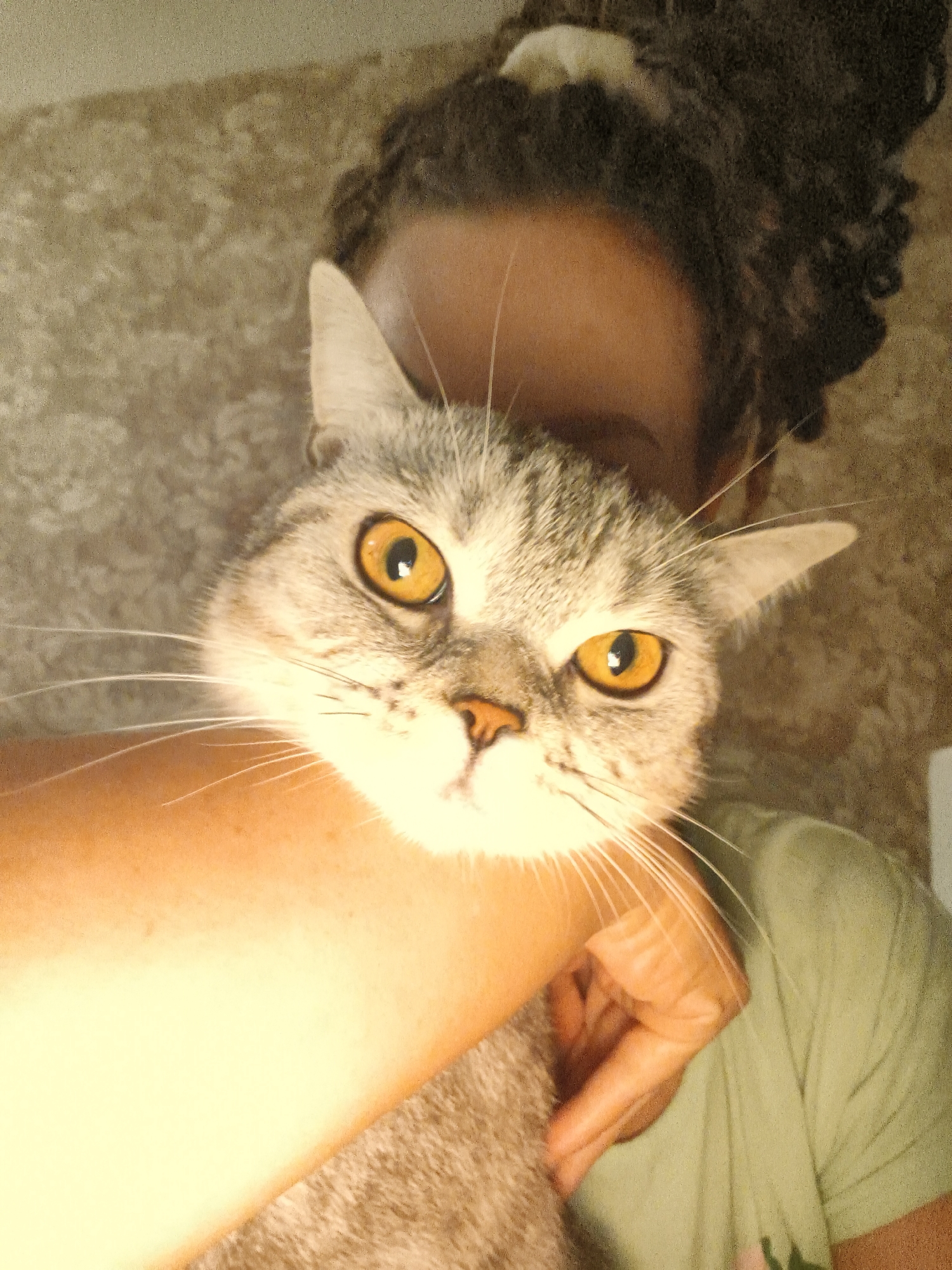 Tabby cat with amber eyes photographed during quiet morning moments