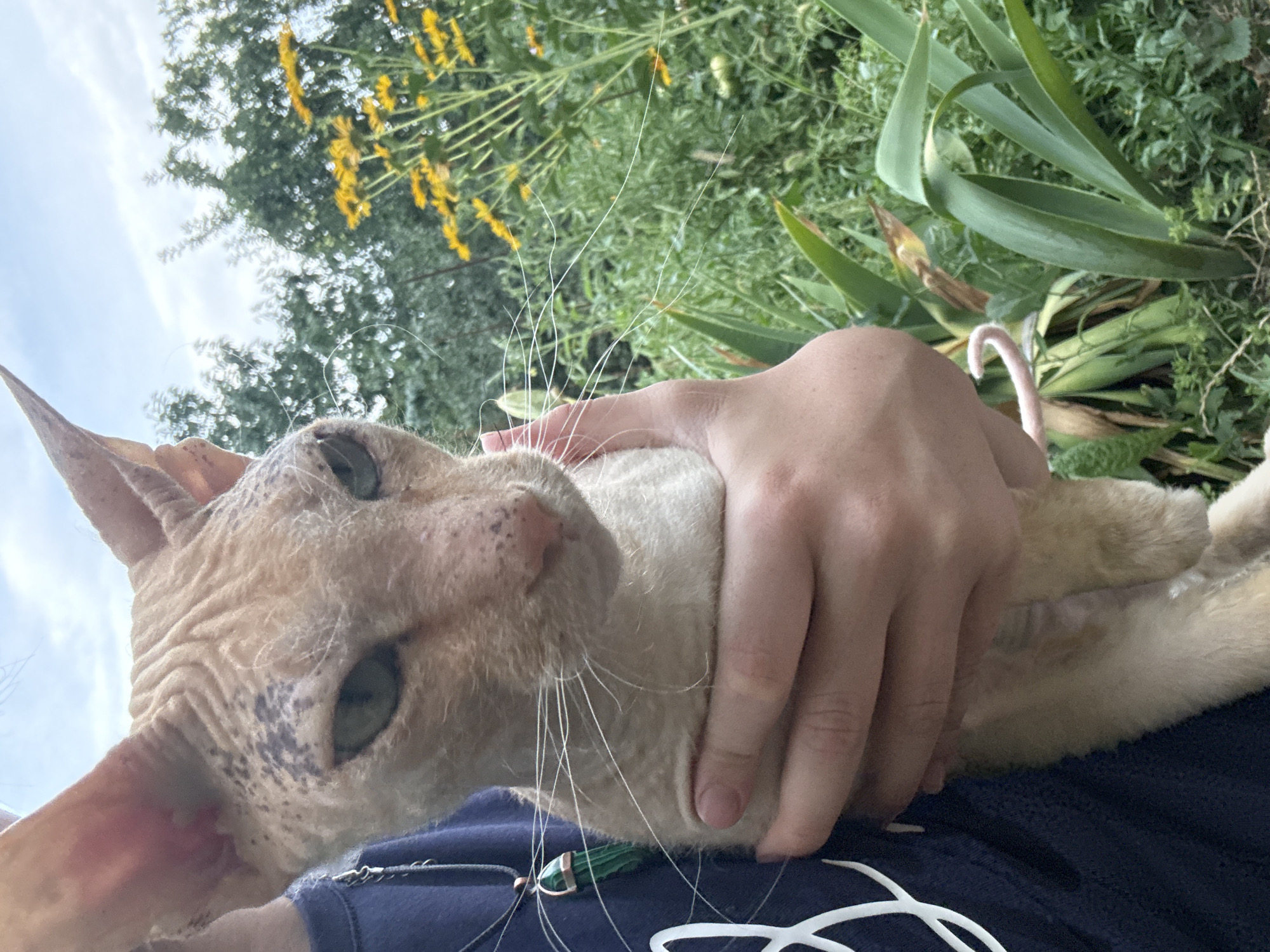 A Tekeli garden in full summer bloom, cats and all