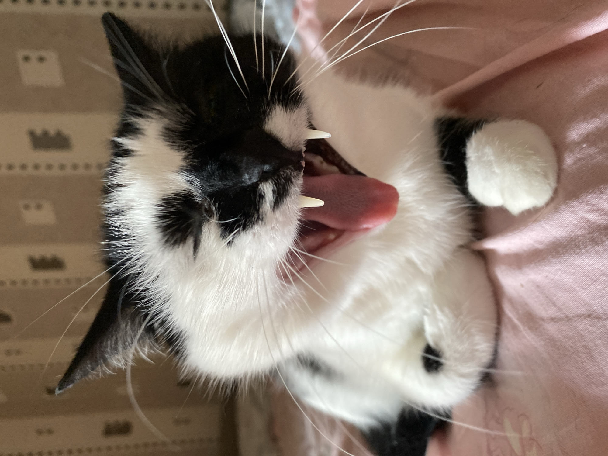 Green-eyed black and white cat relaxes on a pink blanket