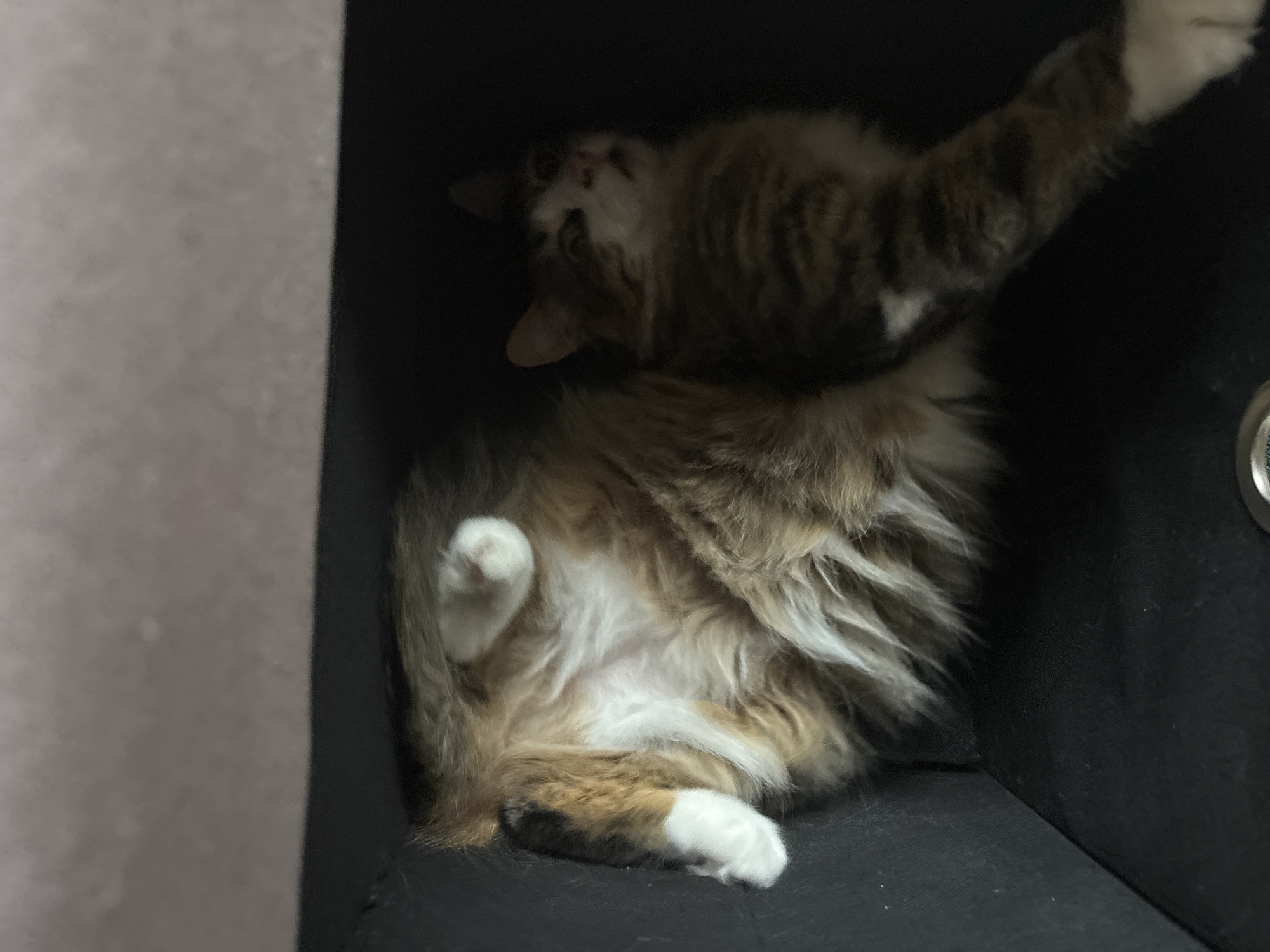 Morning moments with cat and coffee in Pernik