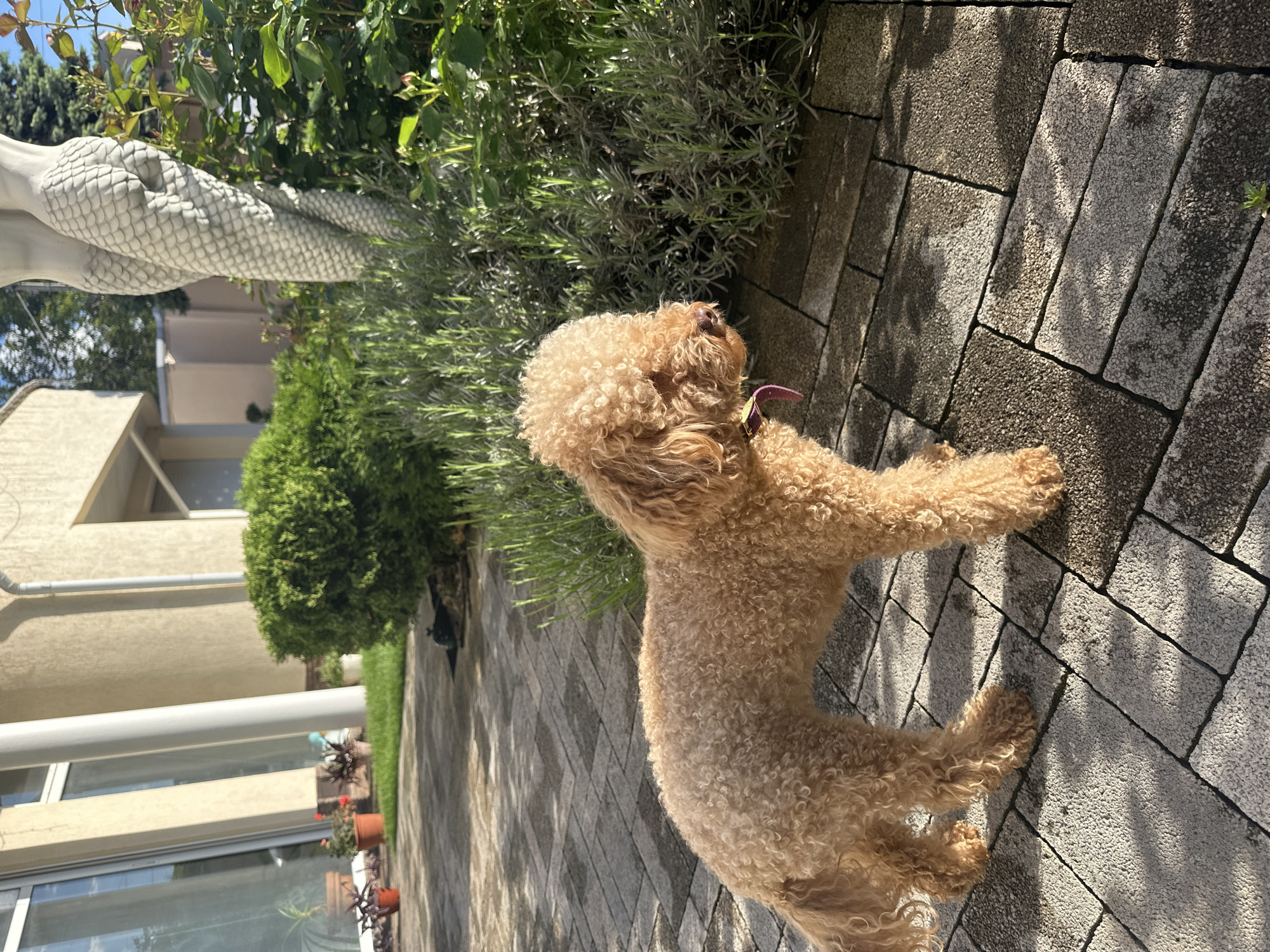 Purple-collared poodle spotted around Armavir pool and garden areas