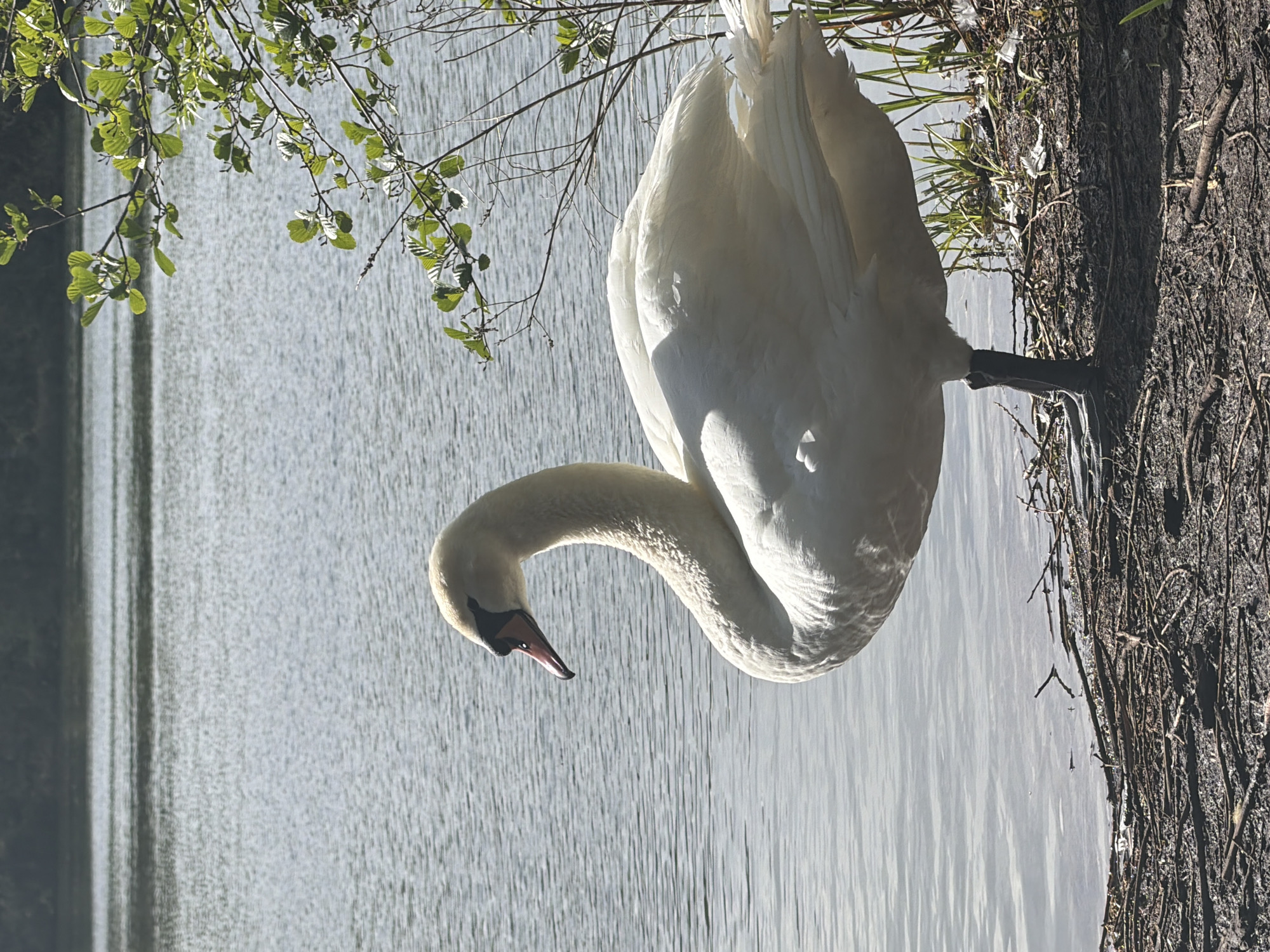 Swan spotted standing beside tree in Tonbridge and Malling