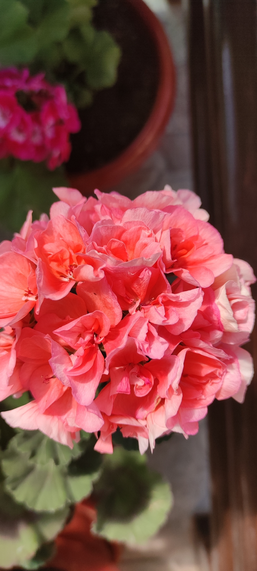 Summer garden flowers in close-up, Supsekh, Russia