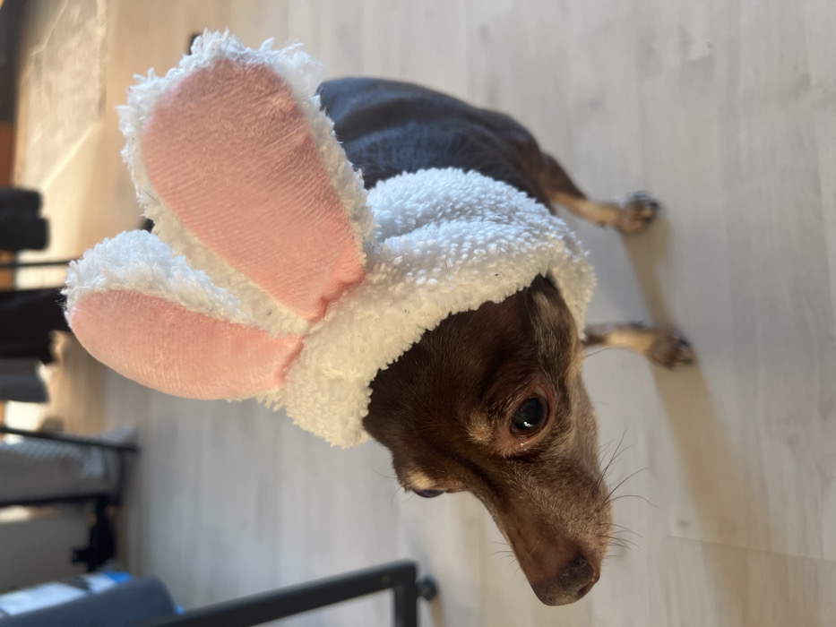 Daily life: Chihuahua, gym workout documented in Saint Petersburg