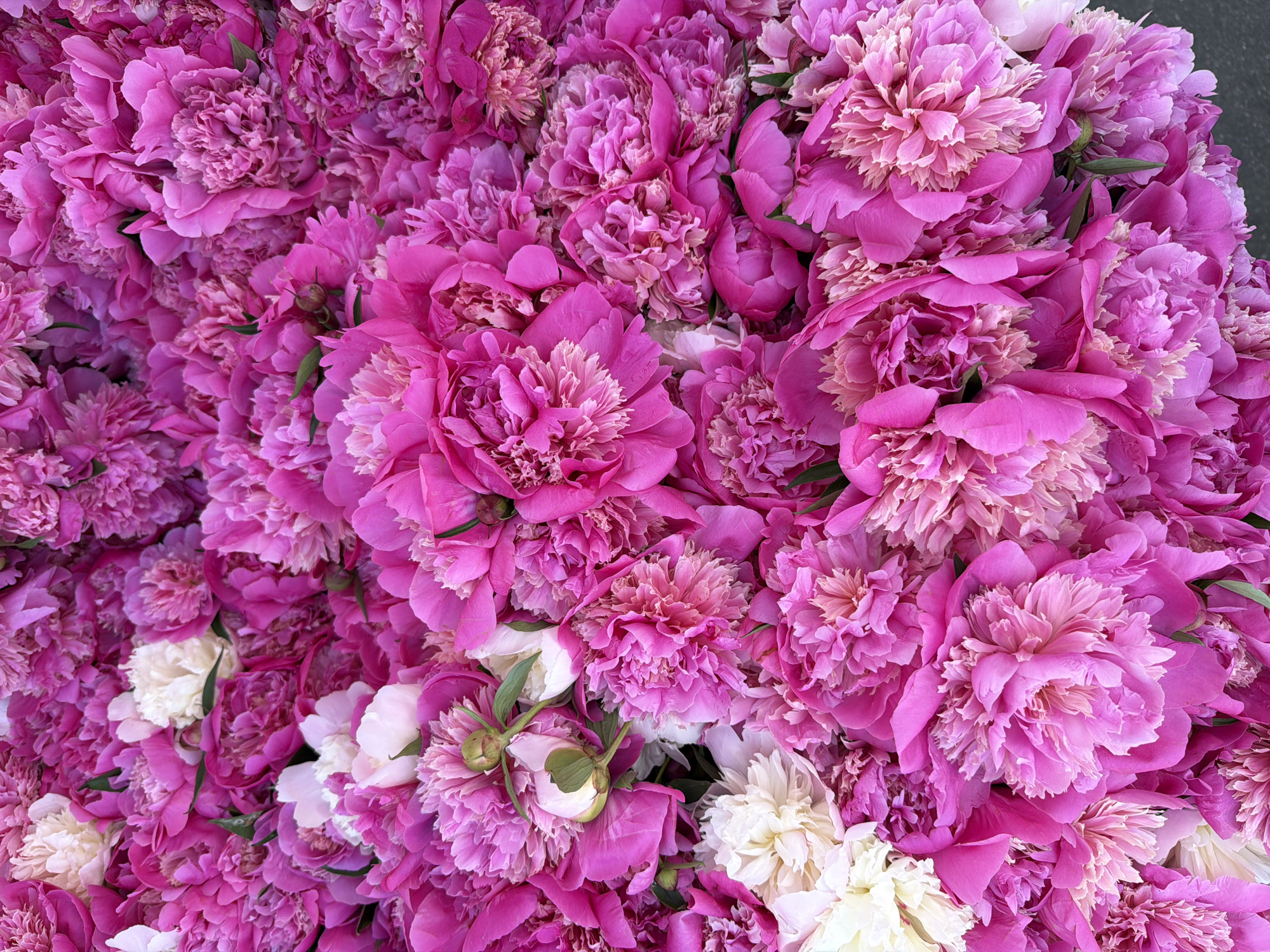Fresh flowers and cherries displayed in Belgrade's Vracar district