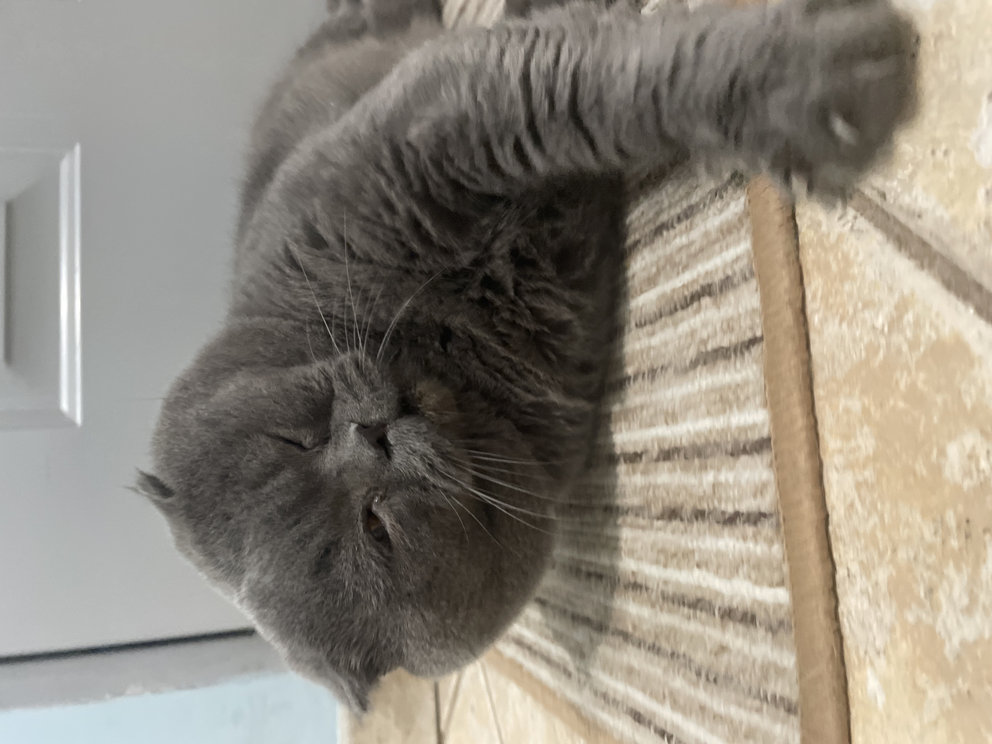Scottish Fold cat and nighttime street scenes documented simultaneously
