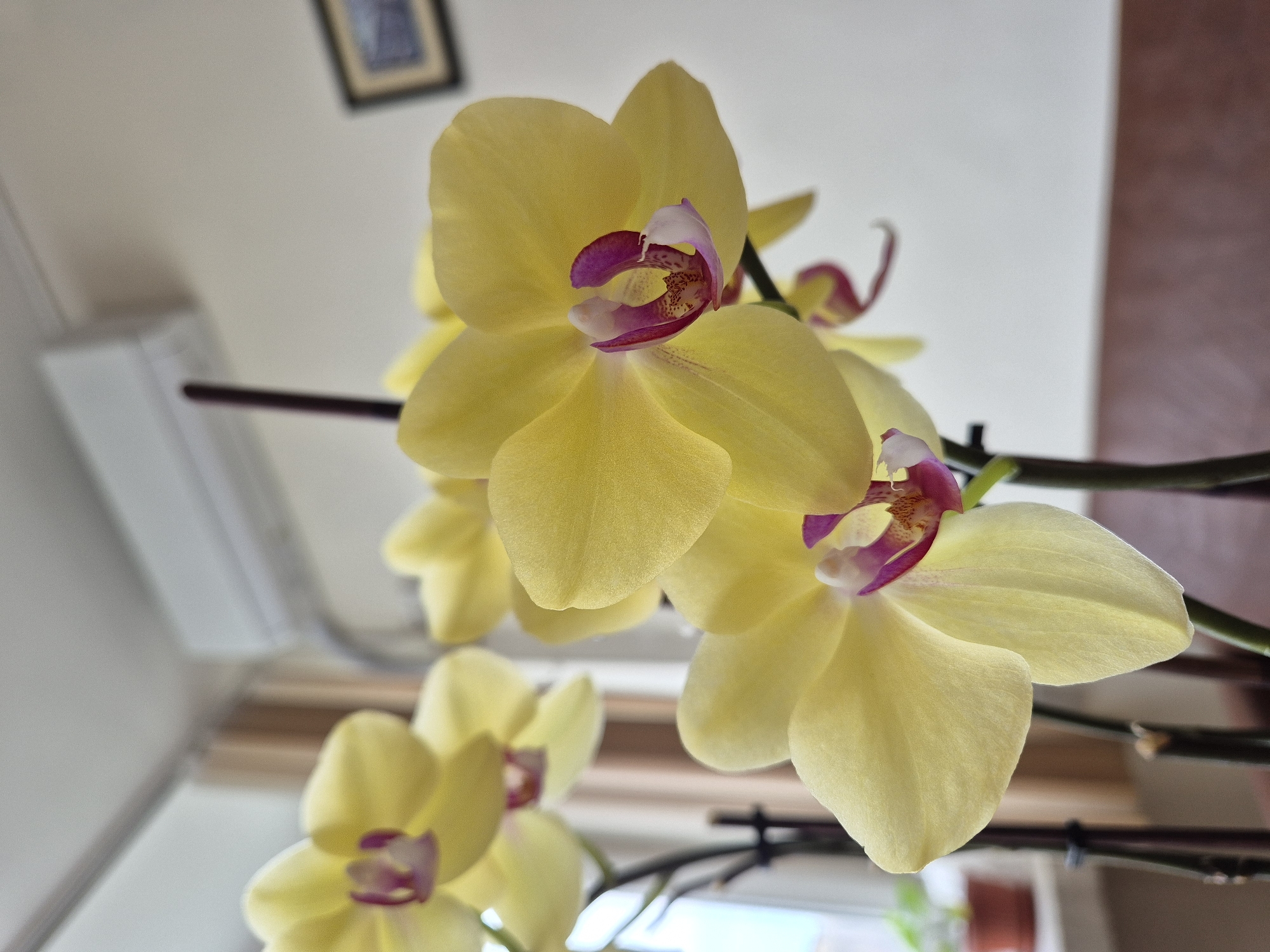 Spring orchids and mirror selfie captured in Varna