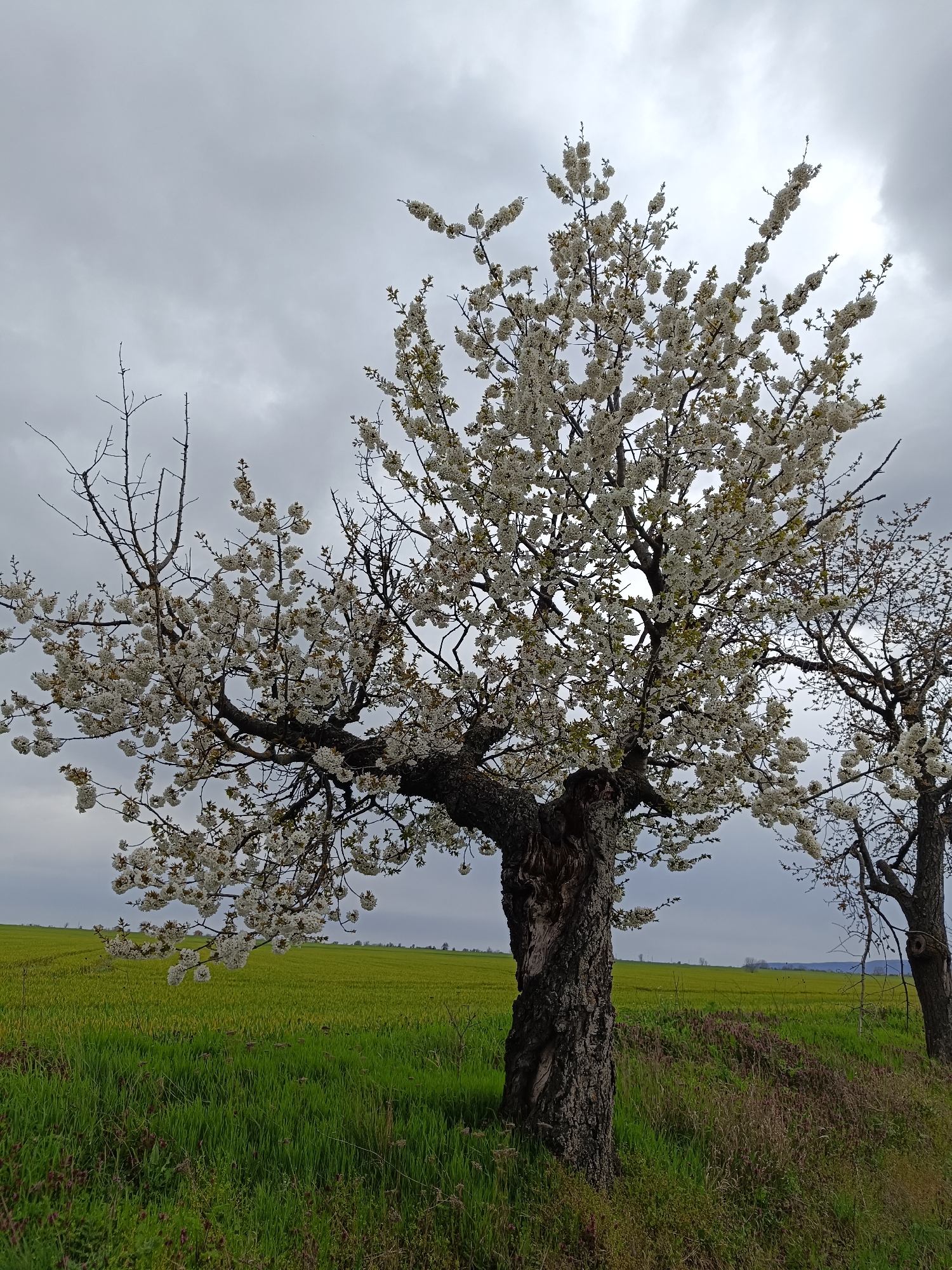 Spring blossoms documented in rural Bulgarian countryside