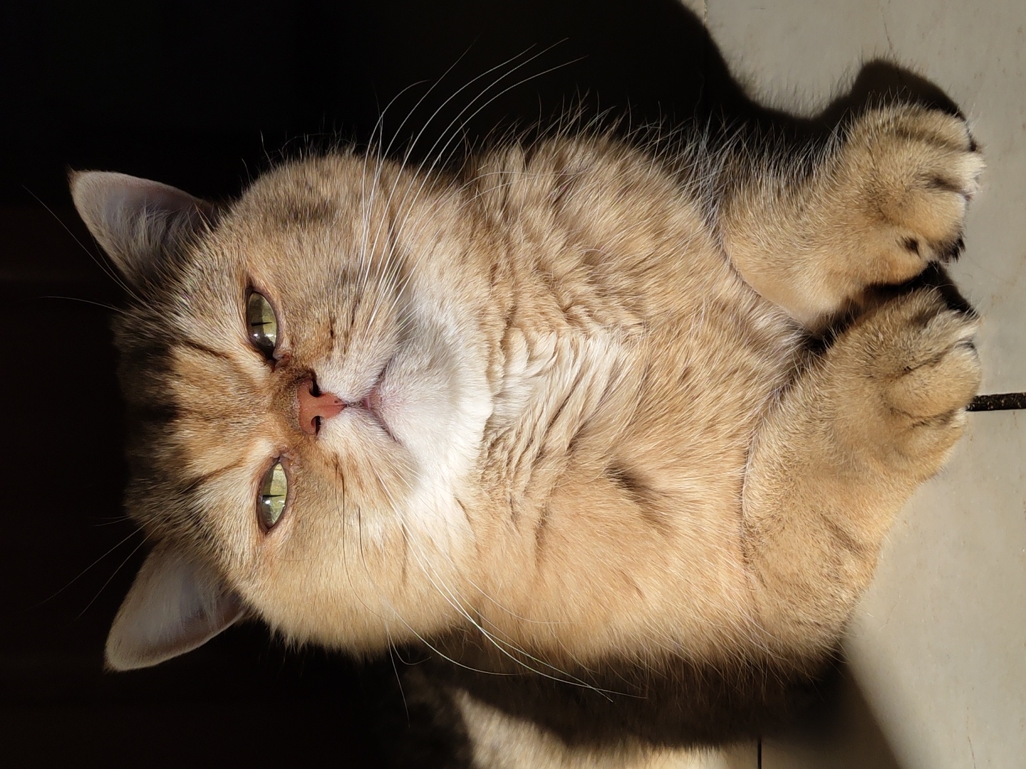 Golden British Shorthair cat lounging around a Krasnodar home
