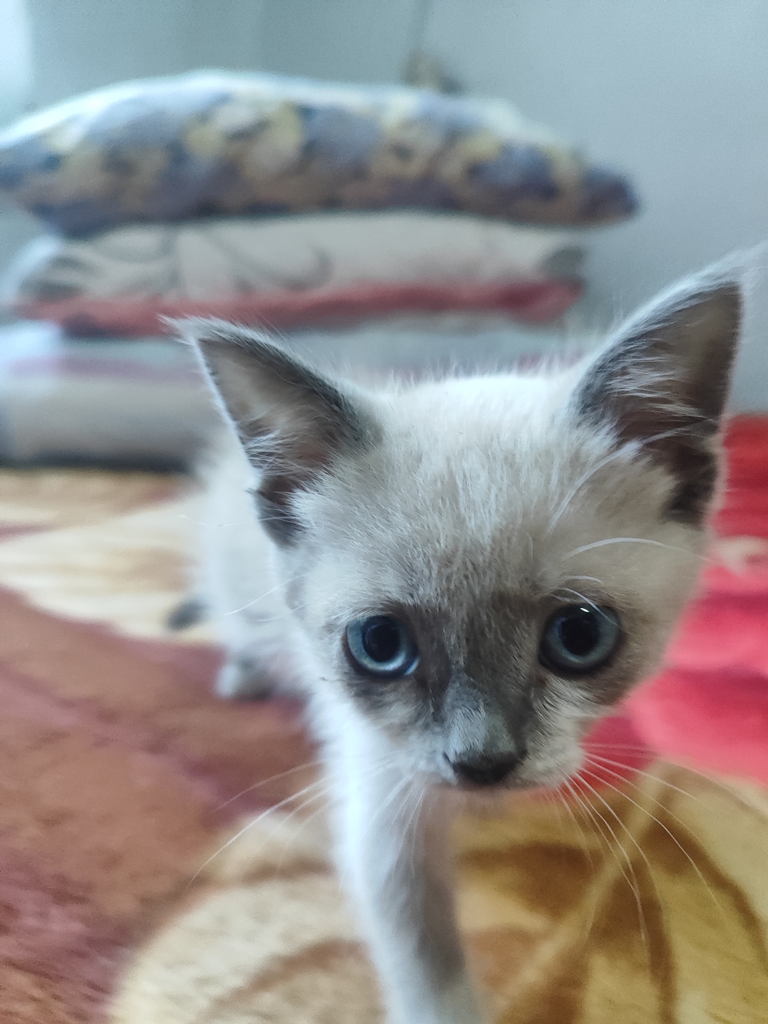 Summer backyard life in Bishkek: pets, plants, and garden details
