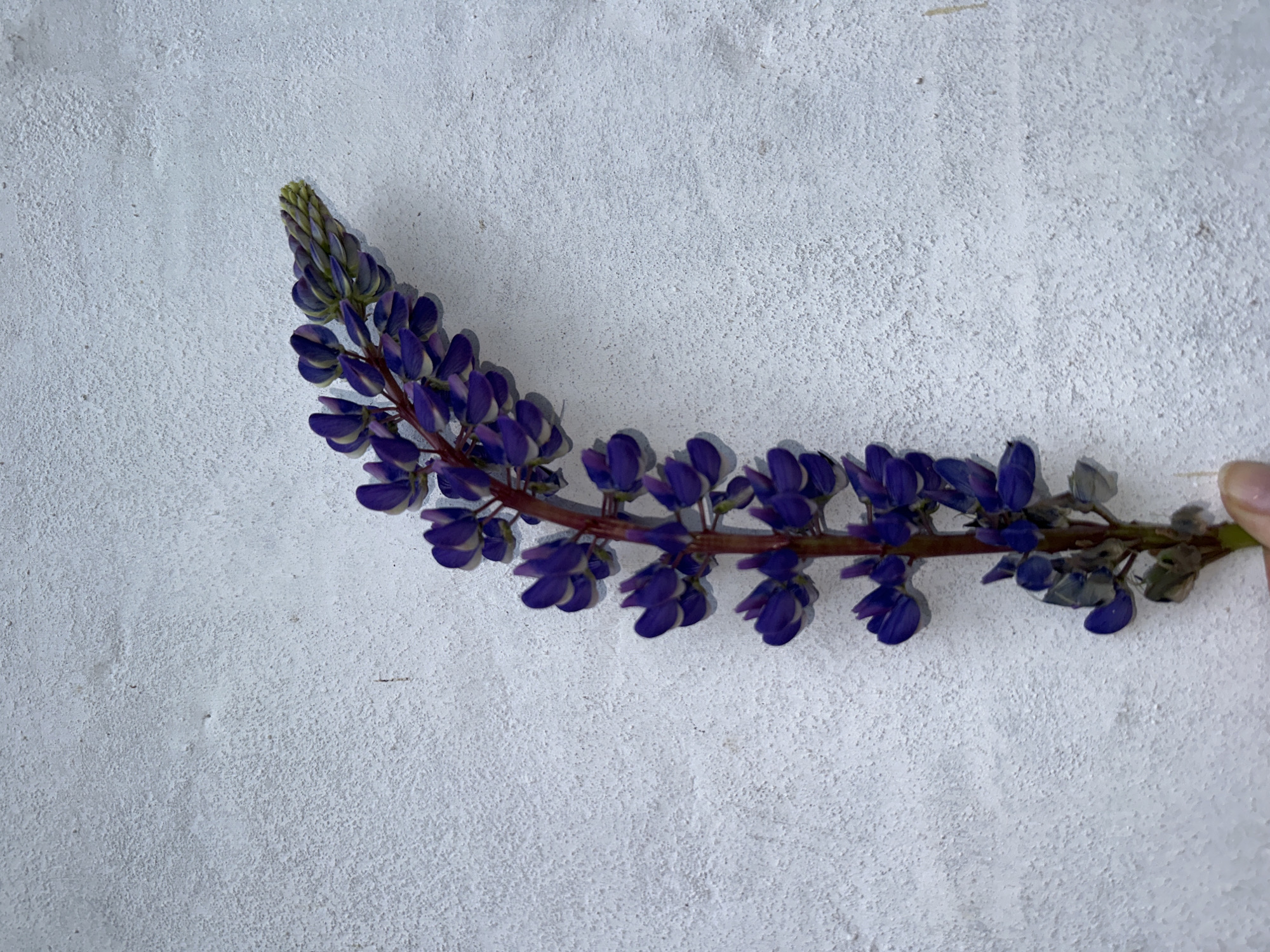 Woman poses with purple lupine flowers in Альняш