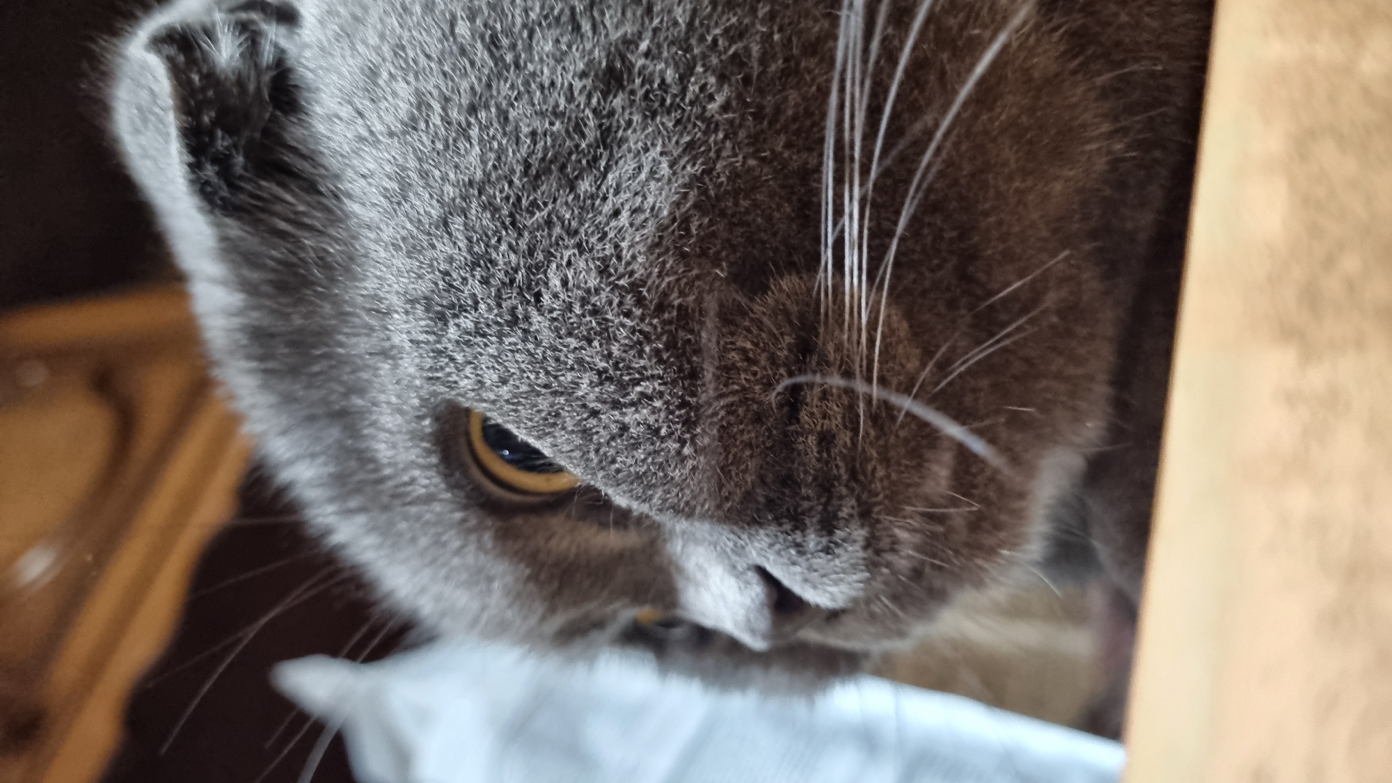 Scottish Fold cat chilling at home in Vysokoe