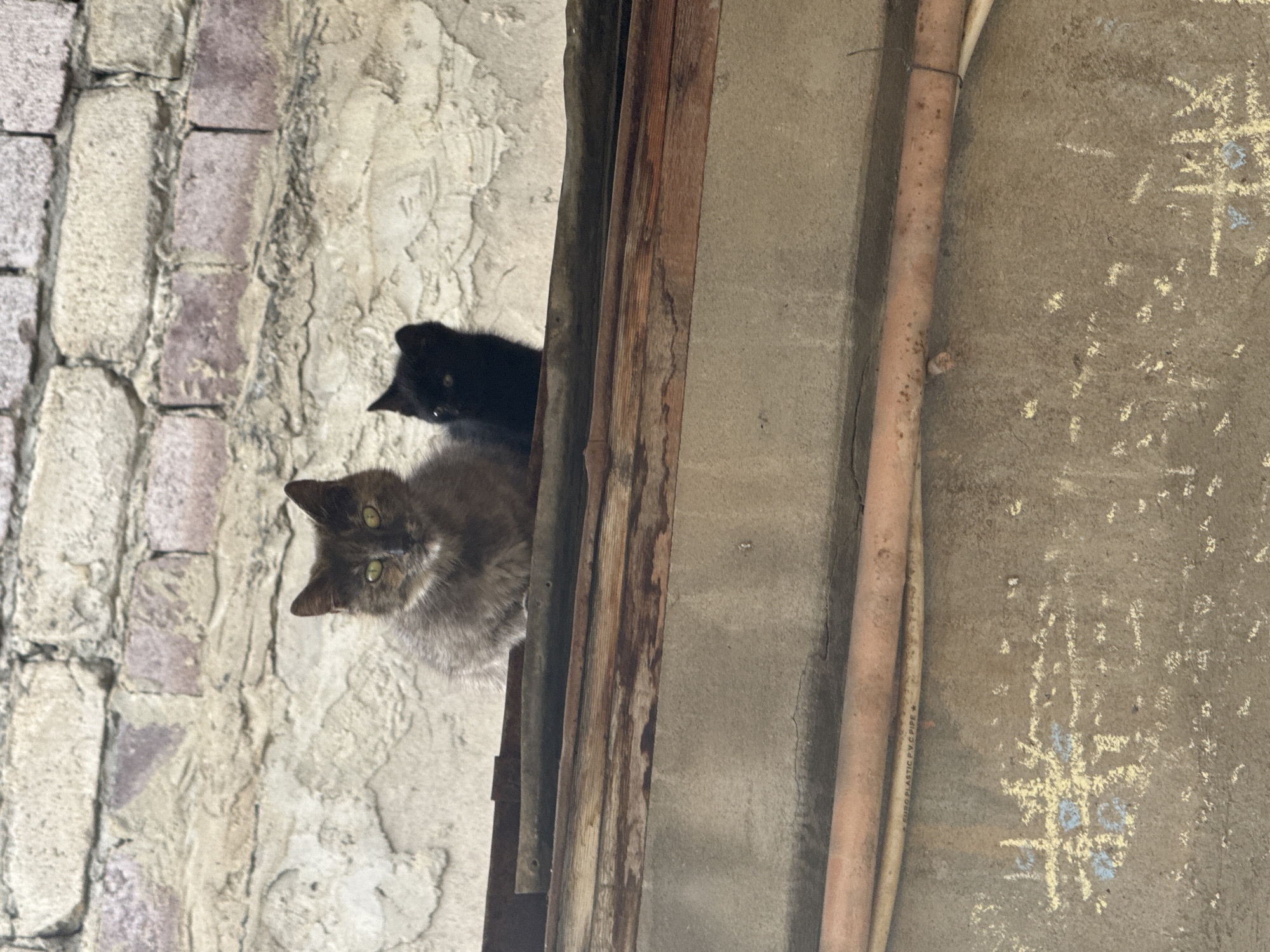 Cats gather in residential Tbilisi courtyard amid graffiti walls