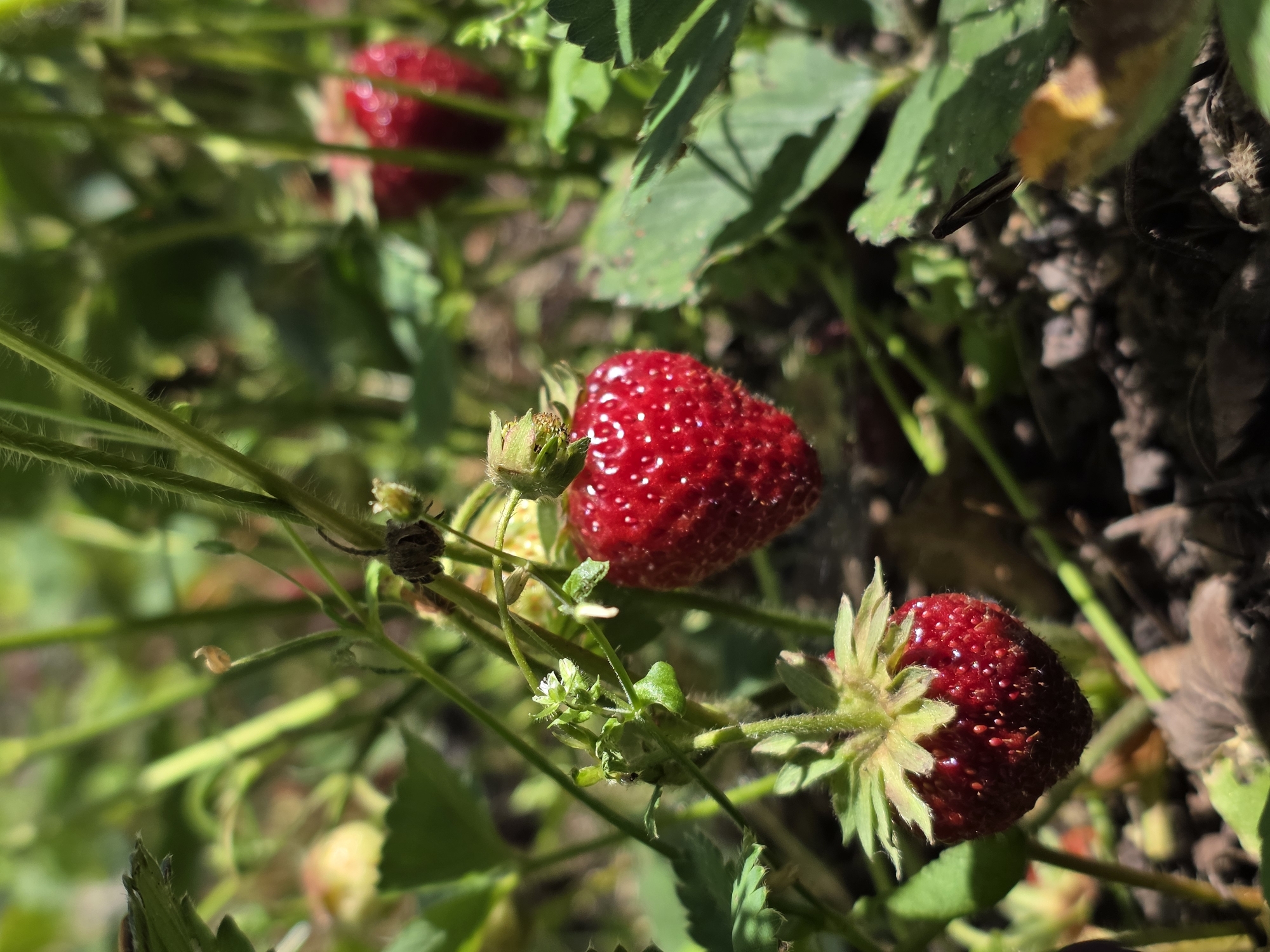 Strawberries, currants, and roses blooming in a Bryansk garden