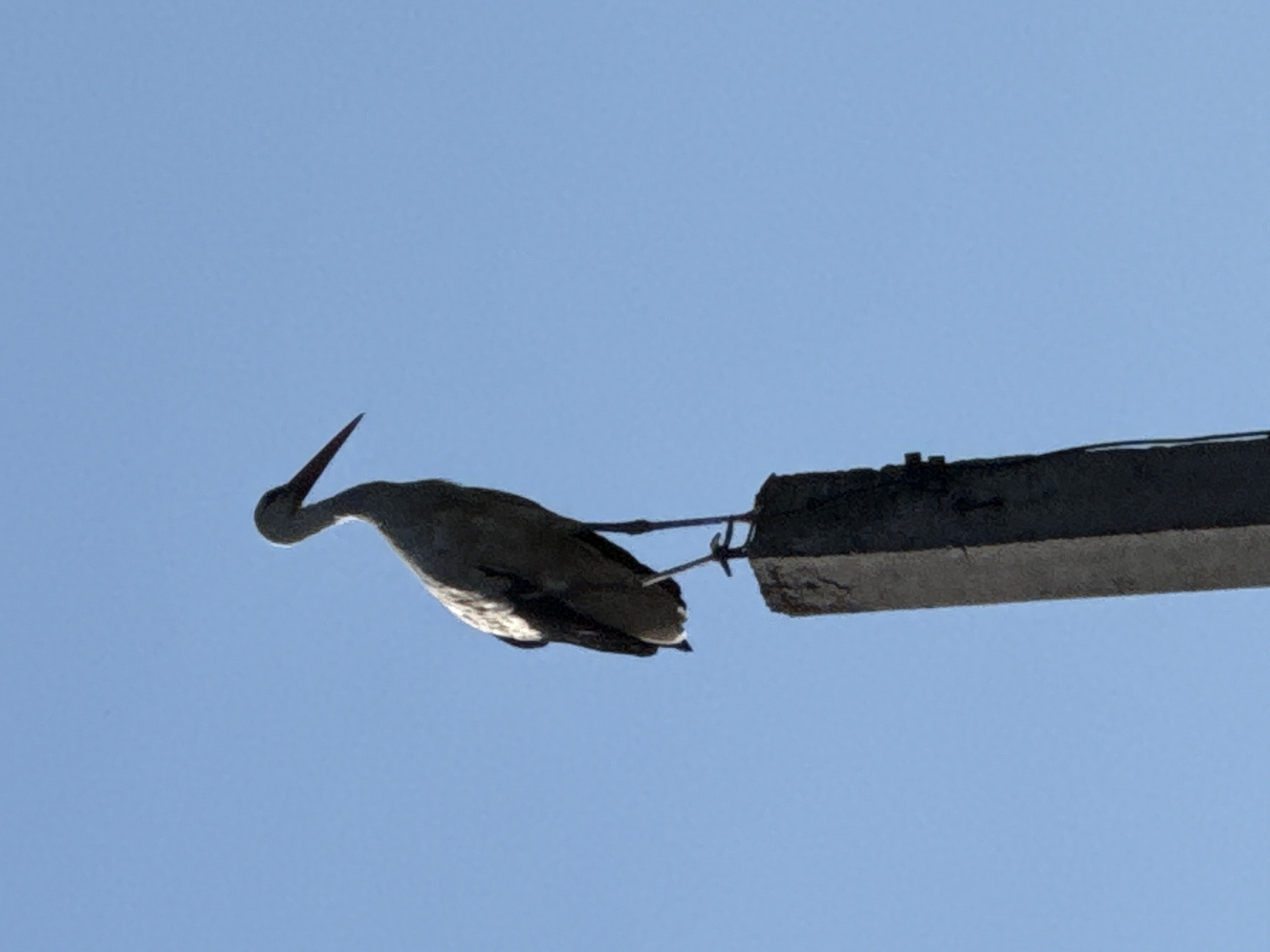Stork in flight over Horenychi, shot from below