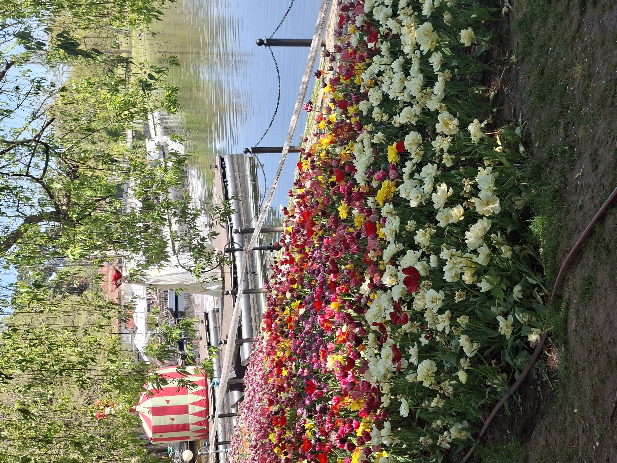 Spring tulips bloom at Nicolae Romanescu Park, Craiova