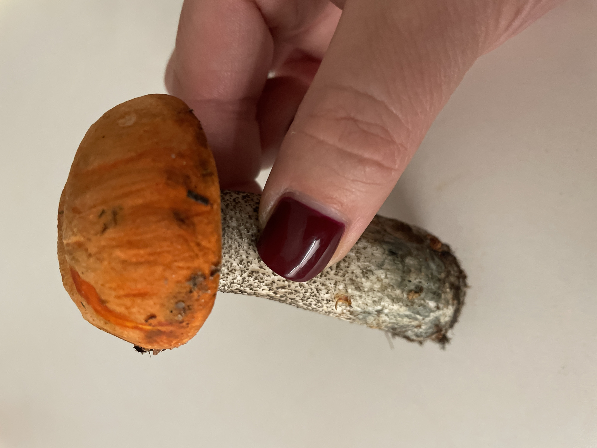 Freshly foraged mushrooms examined up close in Vologda