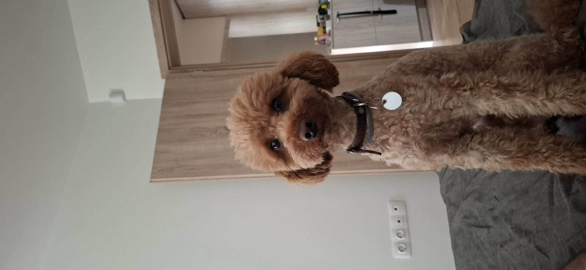 Toy poodle moments at home in Sofia