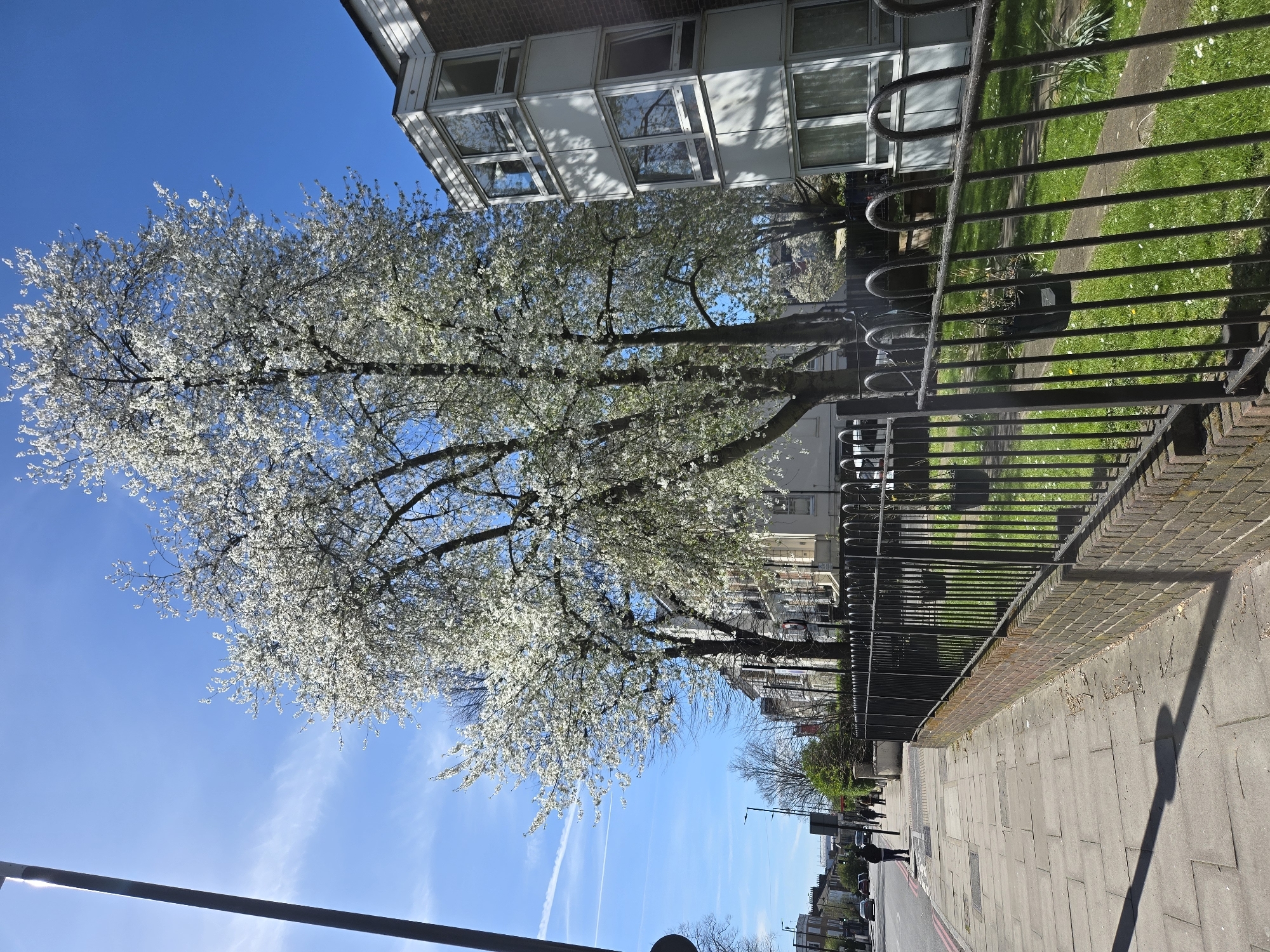 Spring blossoms line London street on April afternoon