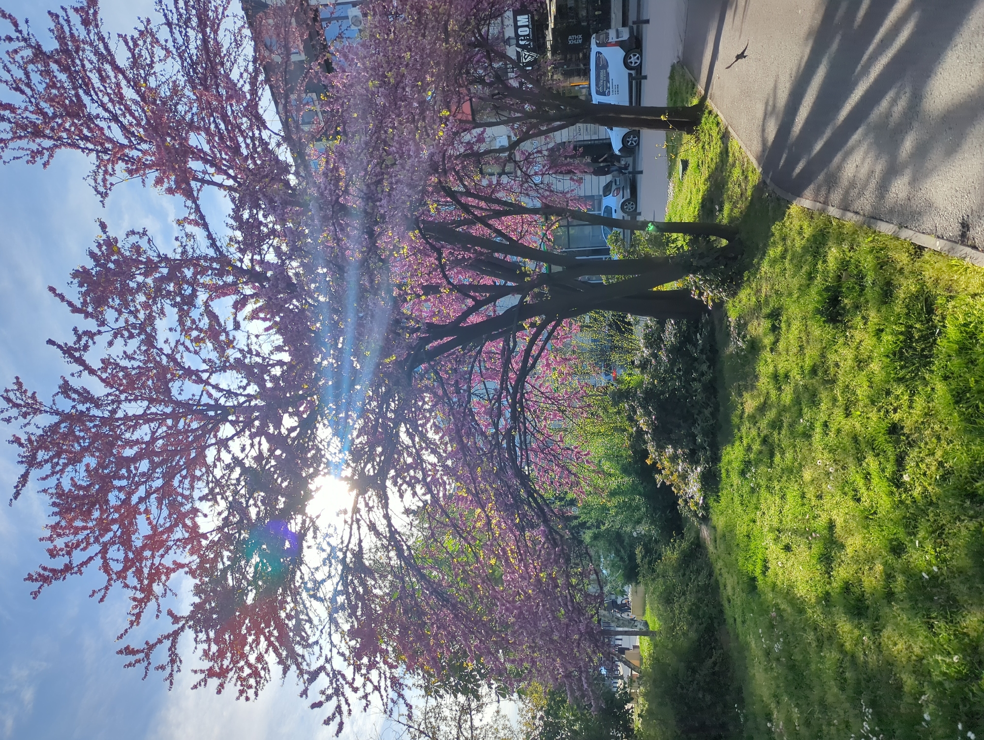 Spring blooms brighten urban park in Ruse, Bulgaria