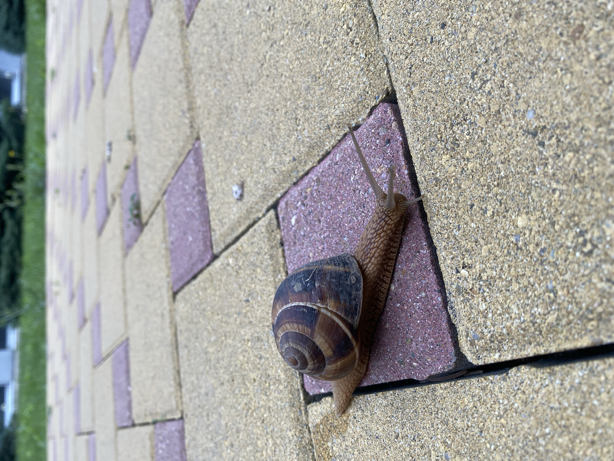 Garden snail crossing a paver patio in Divnomorskoye