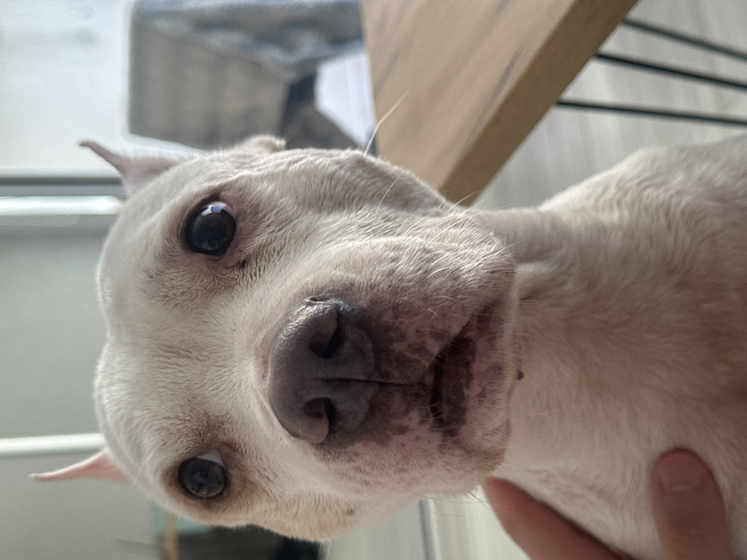 Owner documents quiet morning moments with white dog in Sochi