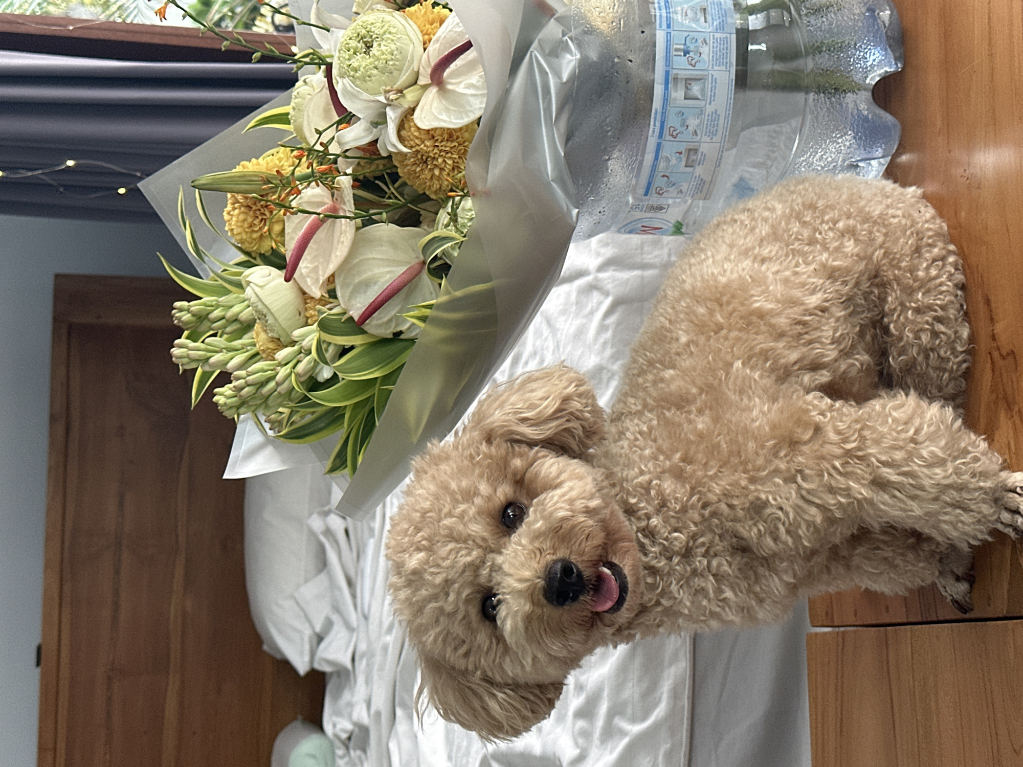 Poodle rests on bed with flower bouquet in North Kuta