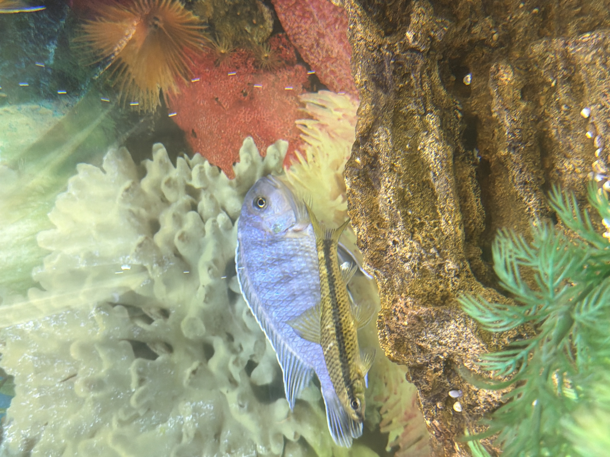 Boy documents home aquarium with cichlid fish in Tyumen
